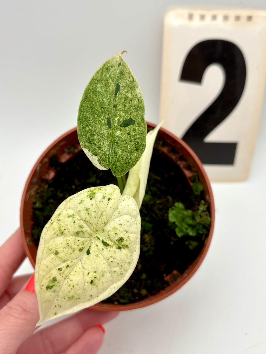 Alocasia Dragon Scale Mint