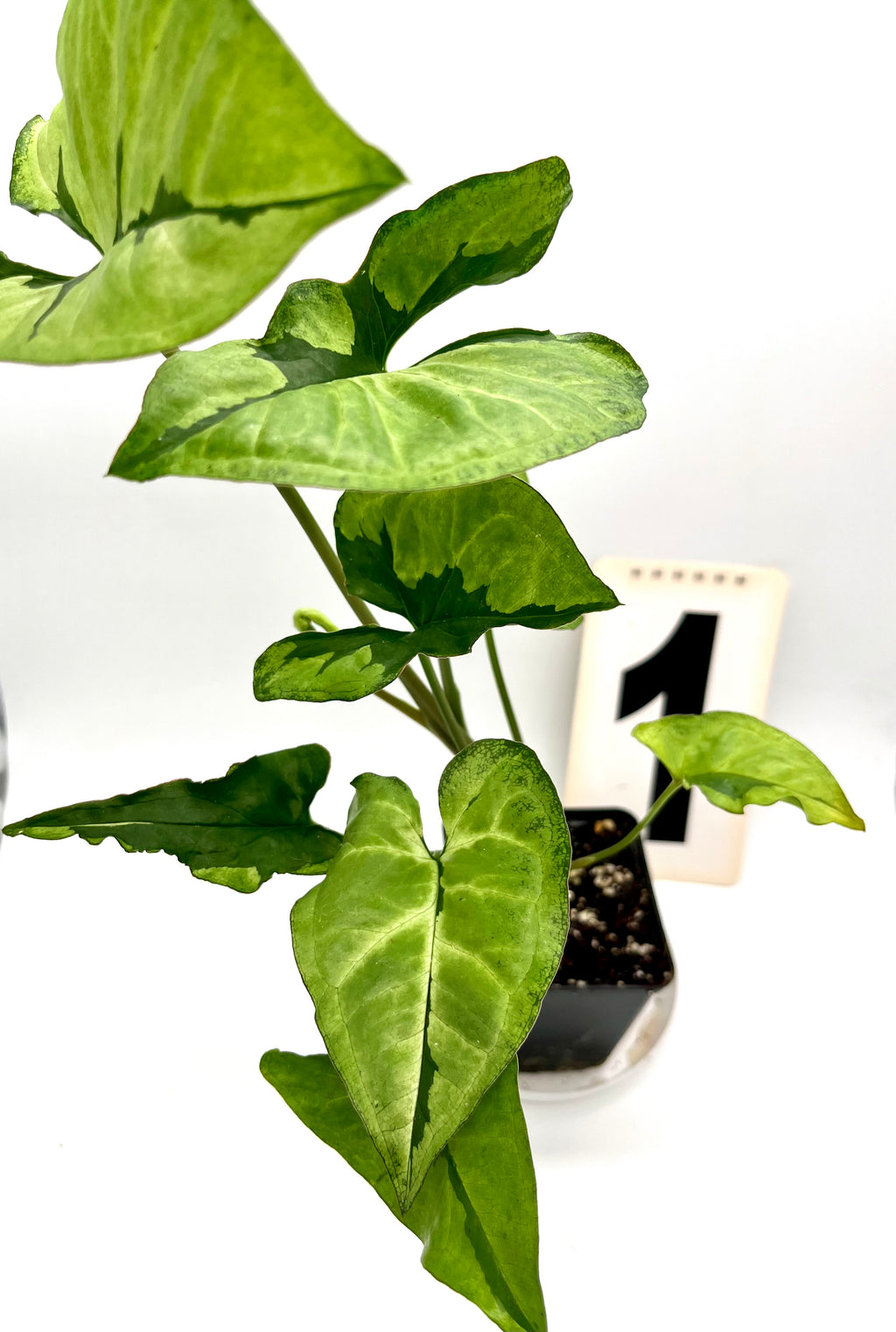 Syngonium Green Beauty