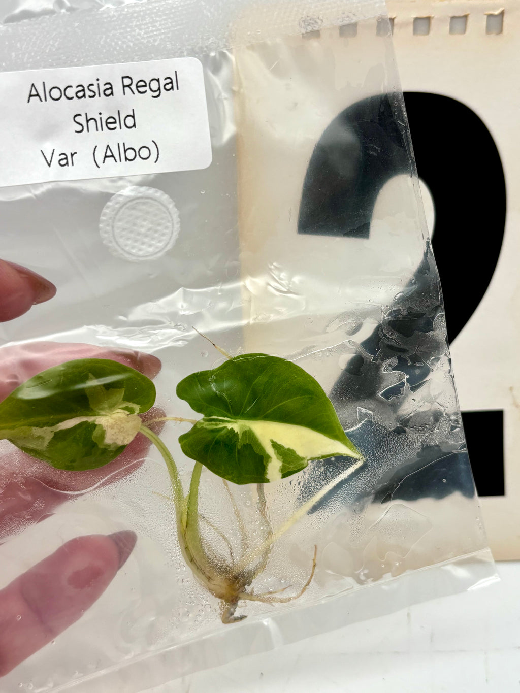 TC - Alocasia Regal Shield Albo Variegata