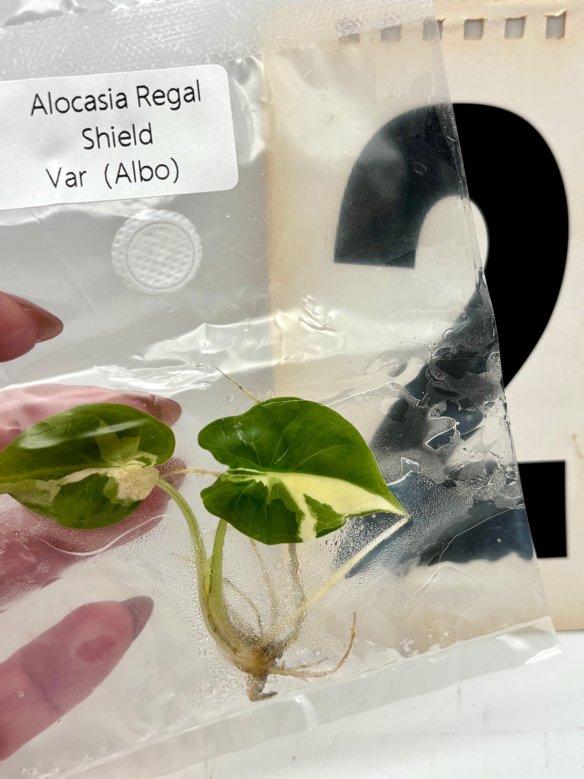 TC - Alocasia Regal Shield Albo Variegata