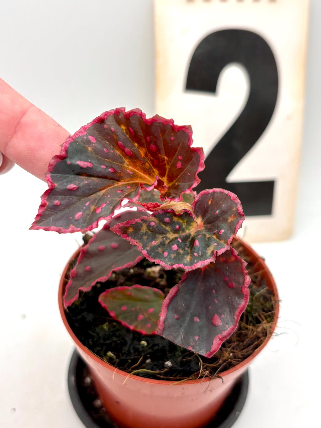 Begonia Medusa