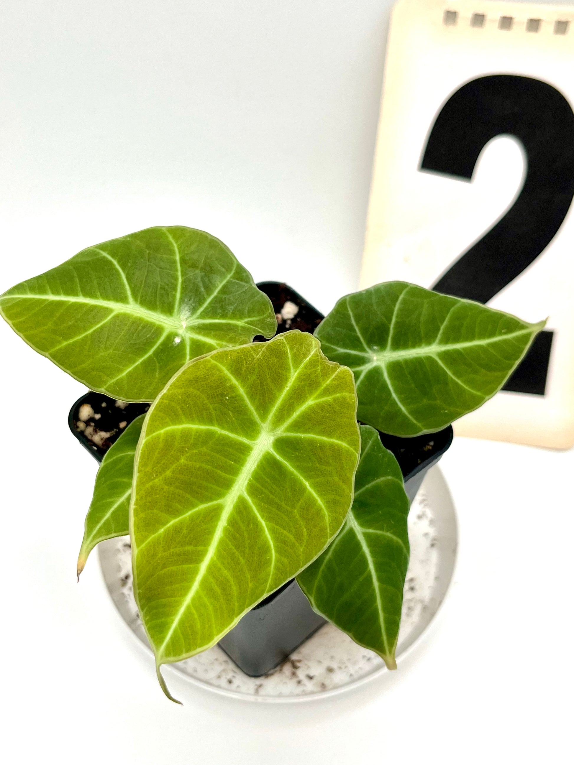 Alocasia Green Velvet