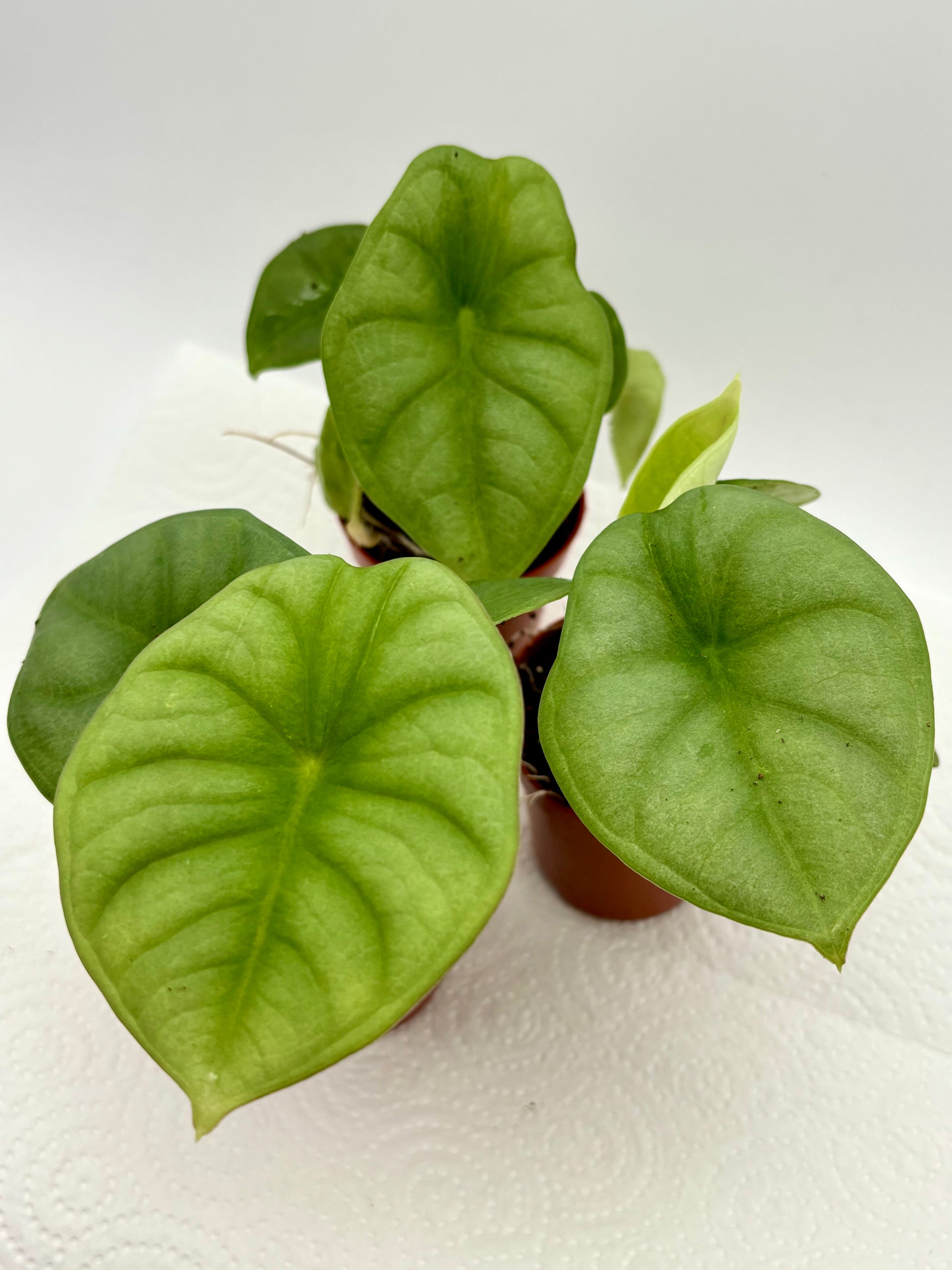 Alocasia Nebula Pflanze von Exotic-Flowers, große grüne Blätter mit silbrigen Mustern, dekorative Zimmerpflanze