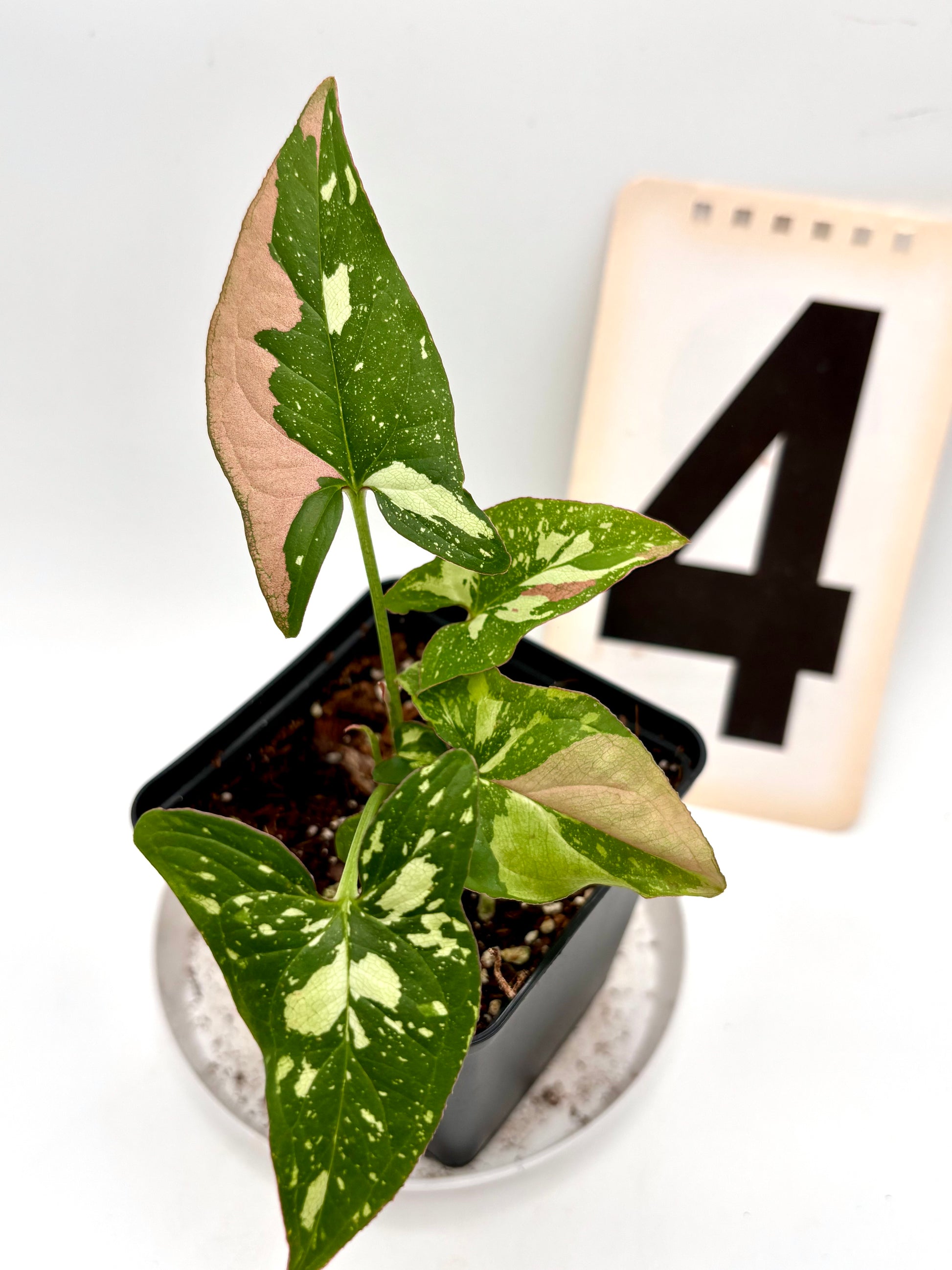 Syngonium Red Spot Tricolor