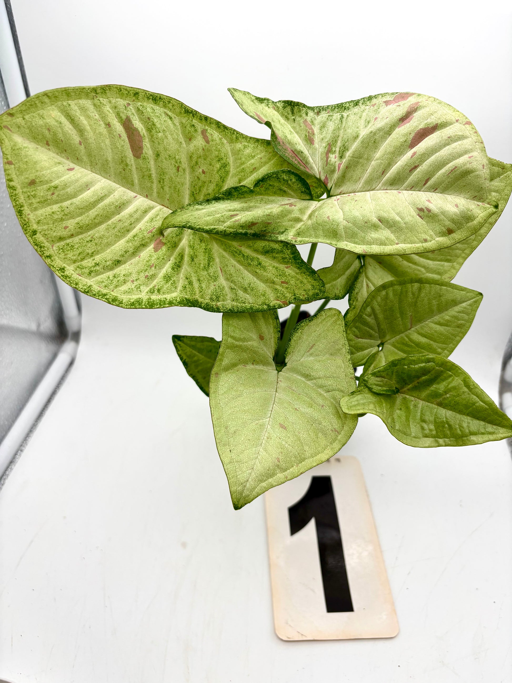 Syngonium Confetti Tricolor - Exotic-Flowers