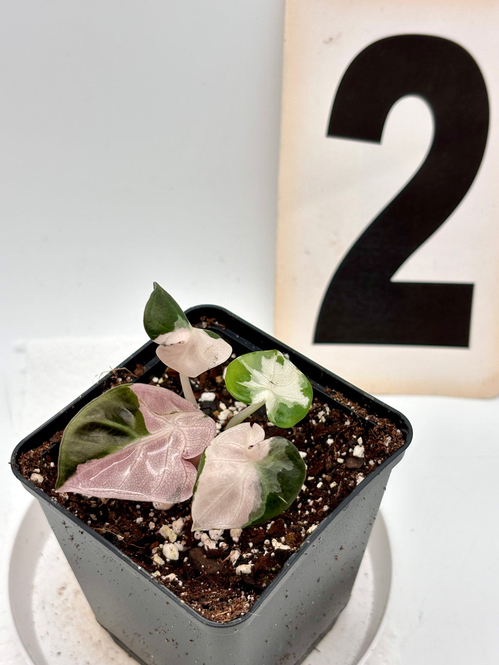 Alocasia Balloon Heart Variegata