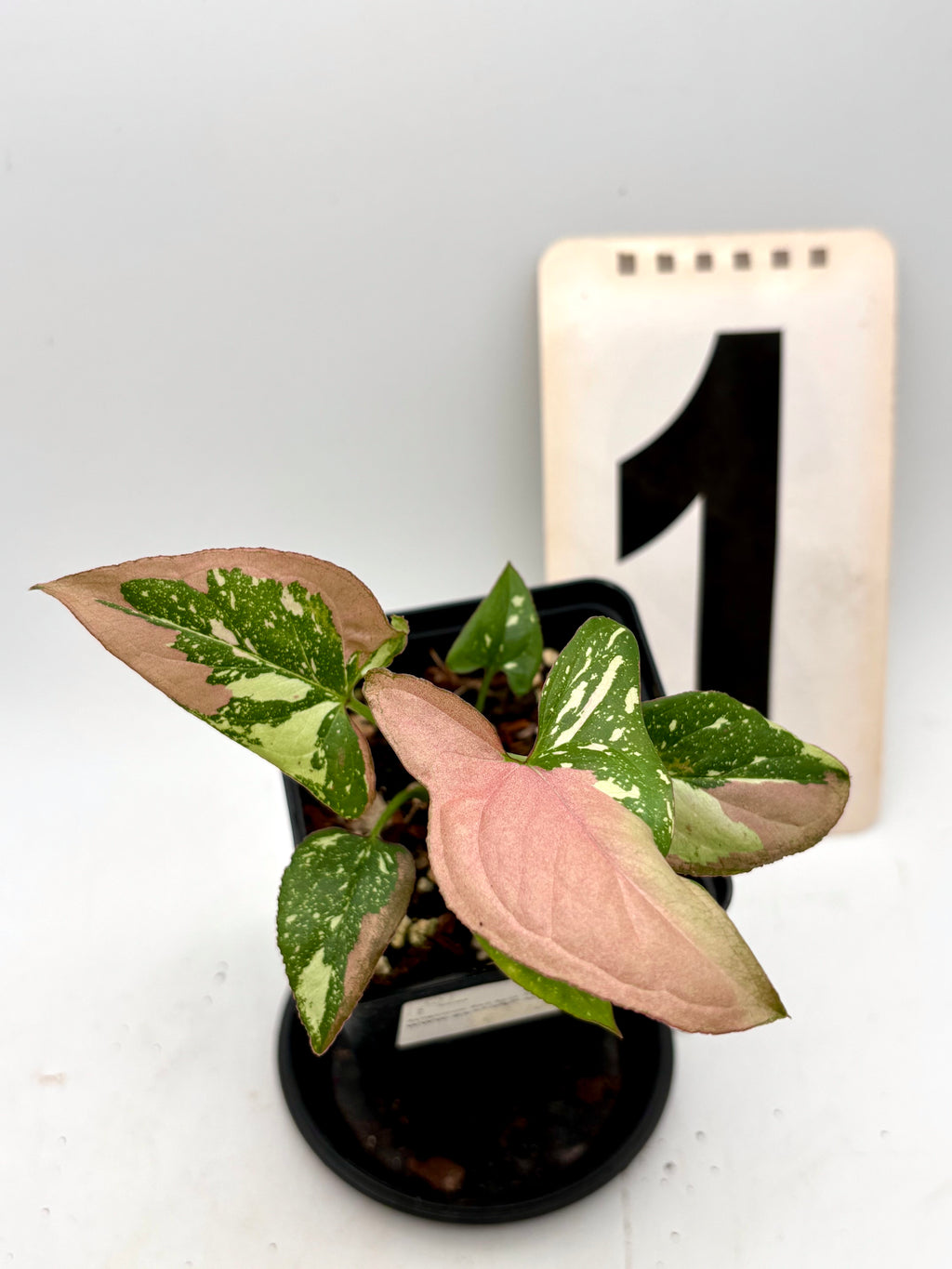 Syngonium Red Spot Tricolor