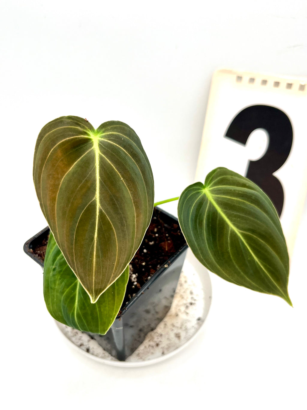 Philodendron Melanochrysum
