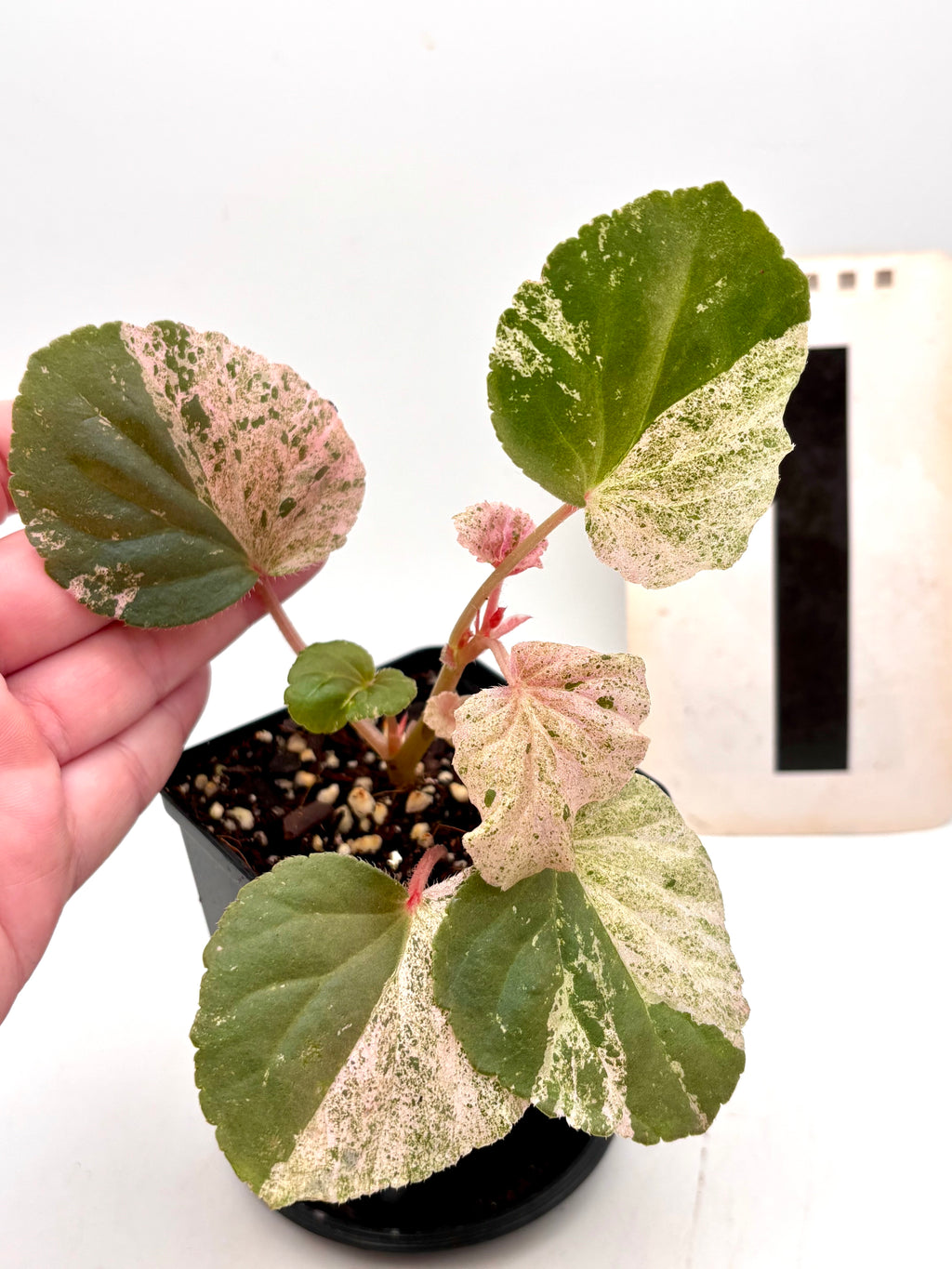 Variegierte Begonia Cucullata von Exotic-Flowers mit grünen und weißen Blättern, im Top auf einem Tisch zu sehen.