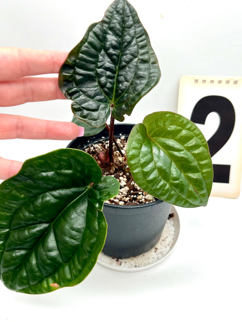 Anthurium Luxurians x Radicans