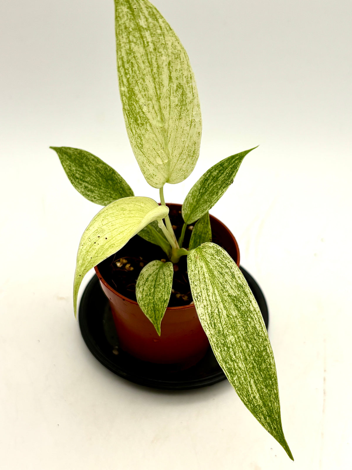 Philodendron Florida Ghost Pflanze von Exotic-Flowers mit grünen und weißen Blättern, im Top gehalten.