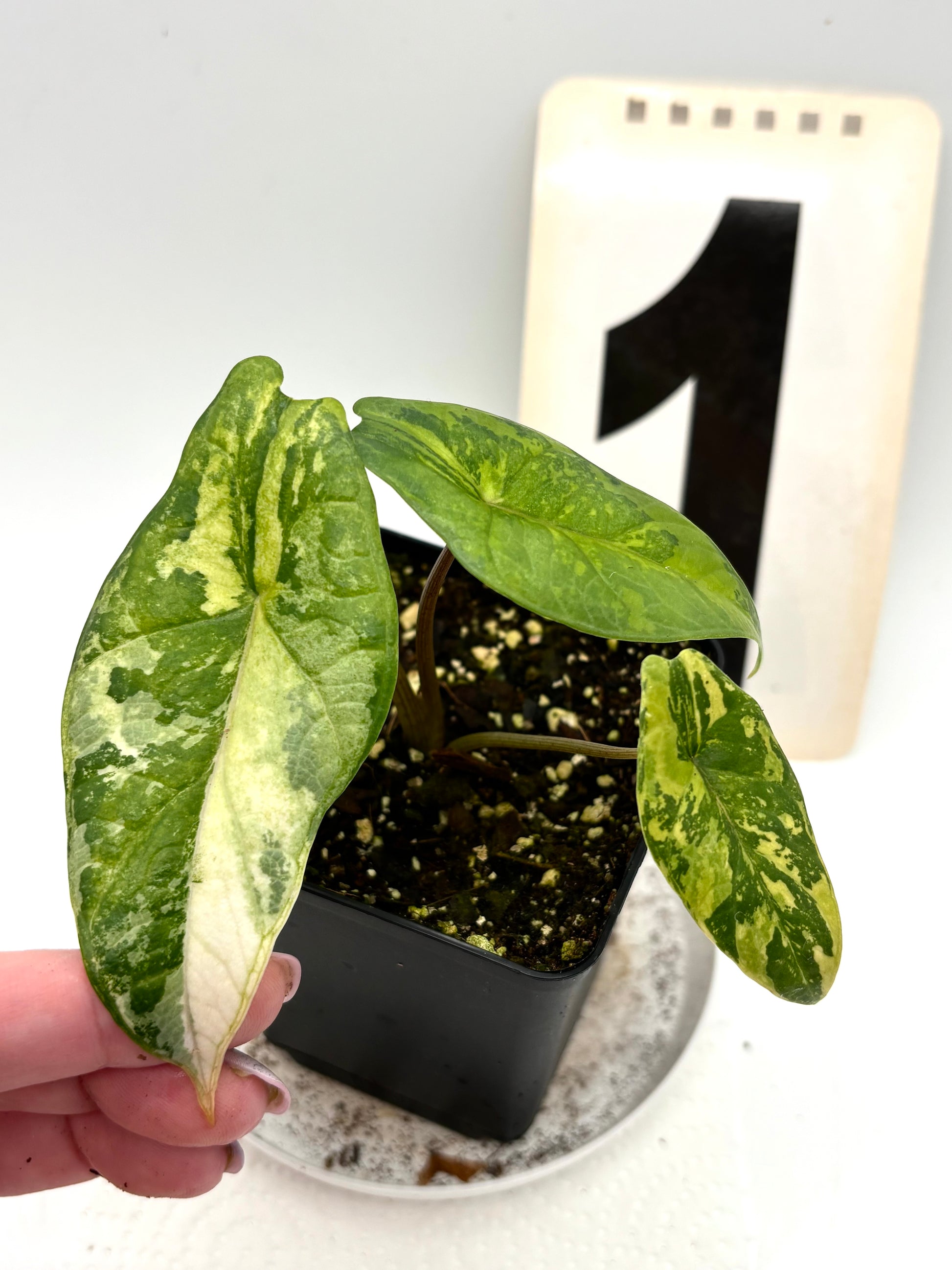 Alocasia Scalprum Variegata - Exotic-Flowers