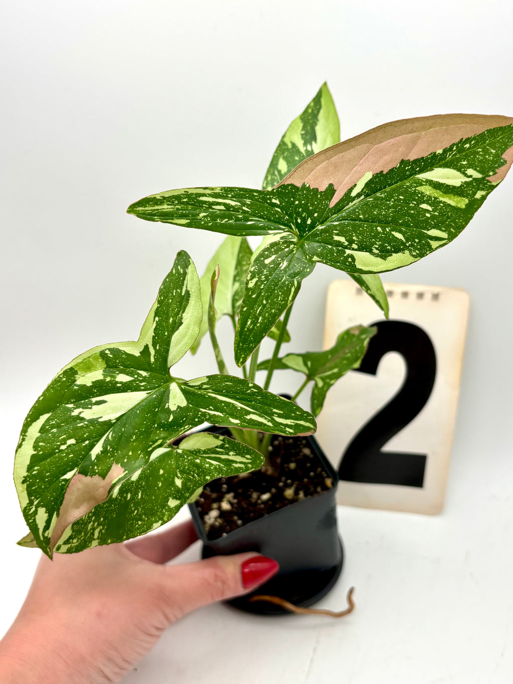 Syngonium Red Spot Tricolor