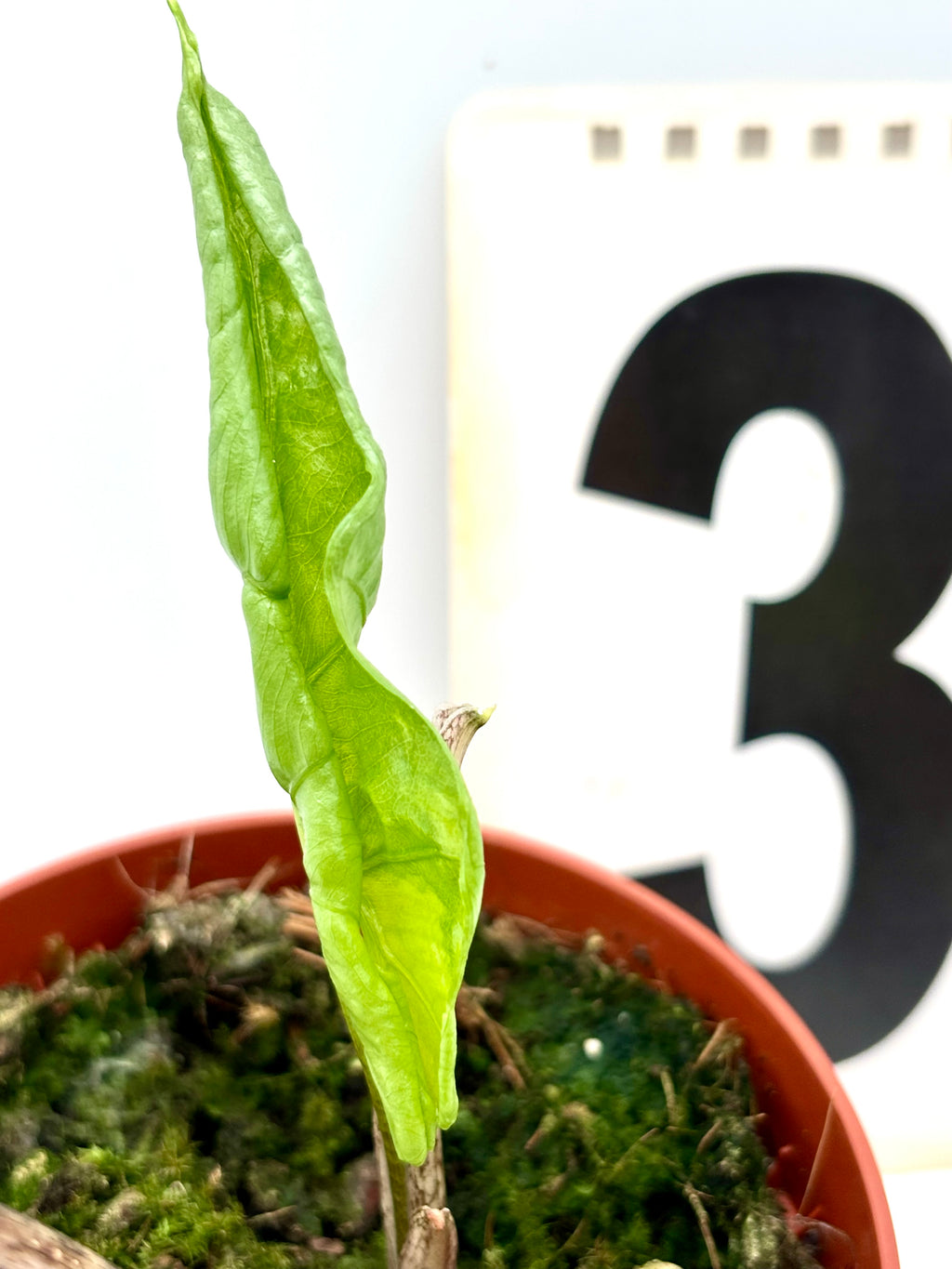 Alocasia Batwing Variegata Pflanze mit großen, variierten grünen und weißen Blättern, exotisch und attraktiv.