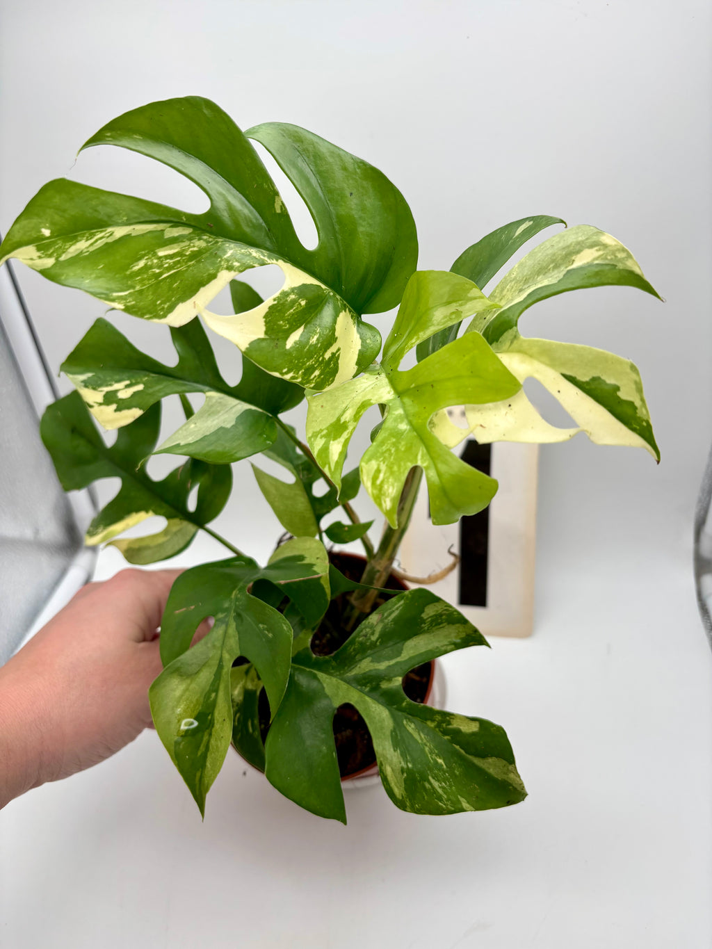Rhaphidophora Tetrasperma Albo Variegata / Monstera Minima