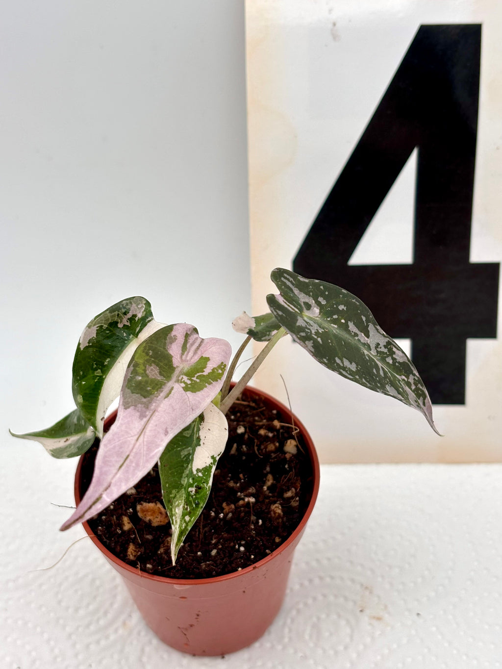 Alocasia Bambino Variegata - Exotic-Flowers