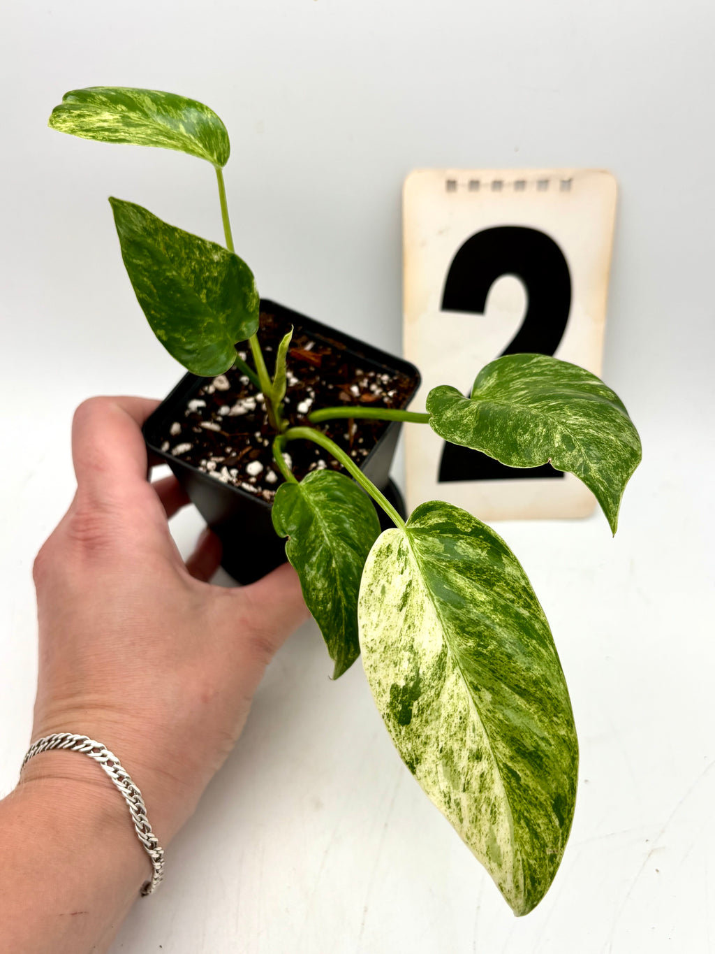 Großer Philodendron Giganteum Variegata mit weißen und grünen Blättern, tropische Zimmerpflanze von Exotic-Flowers