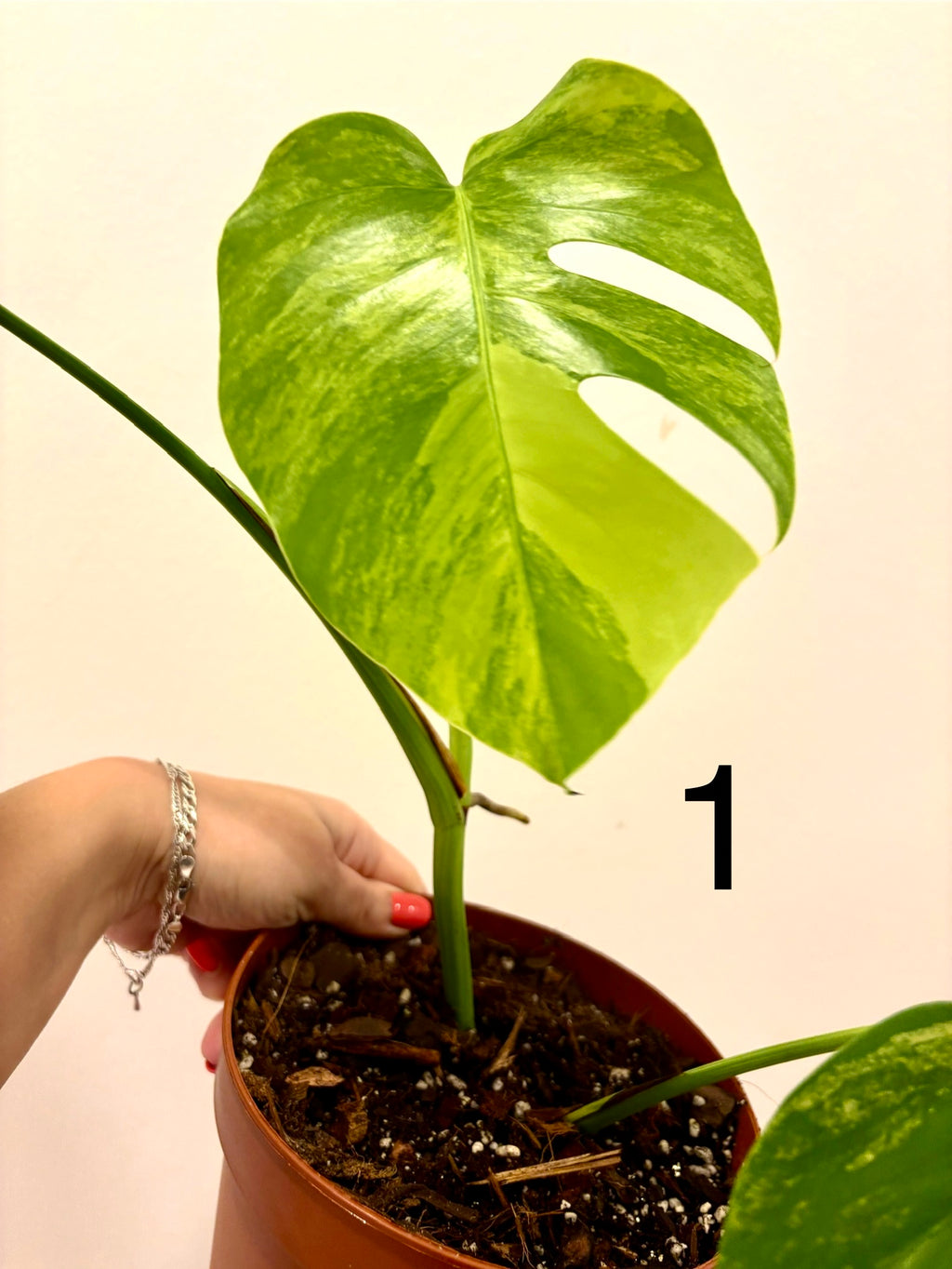 Monstera Aurea Variegata