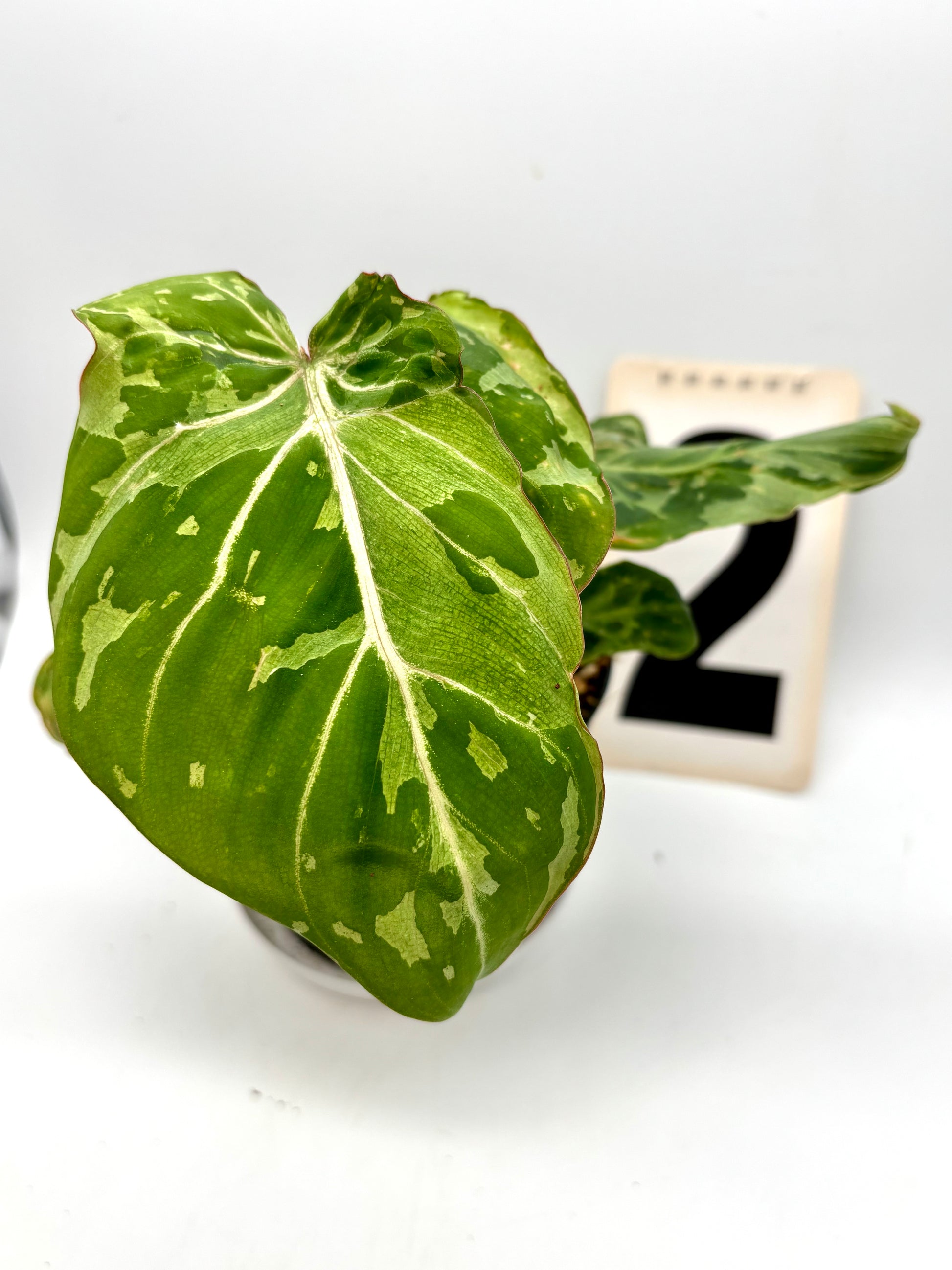 Philodendron Gloriosum Variegata / Snow Leopard