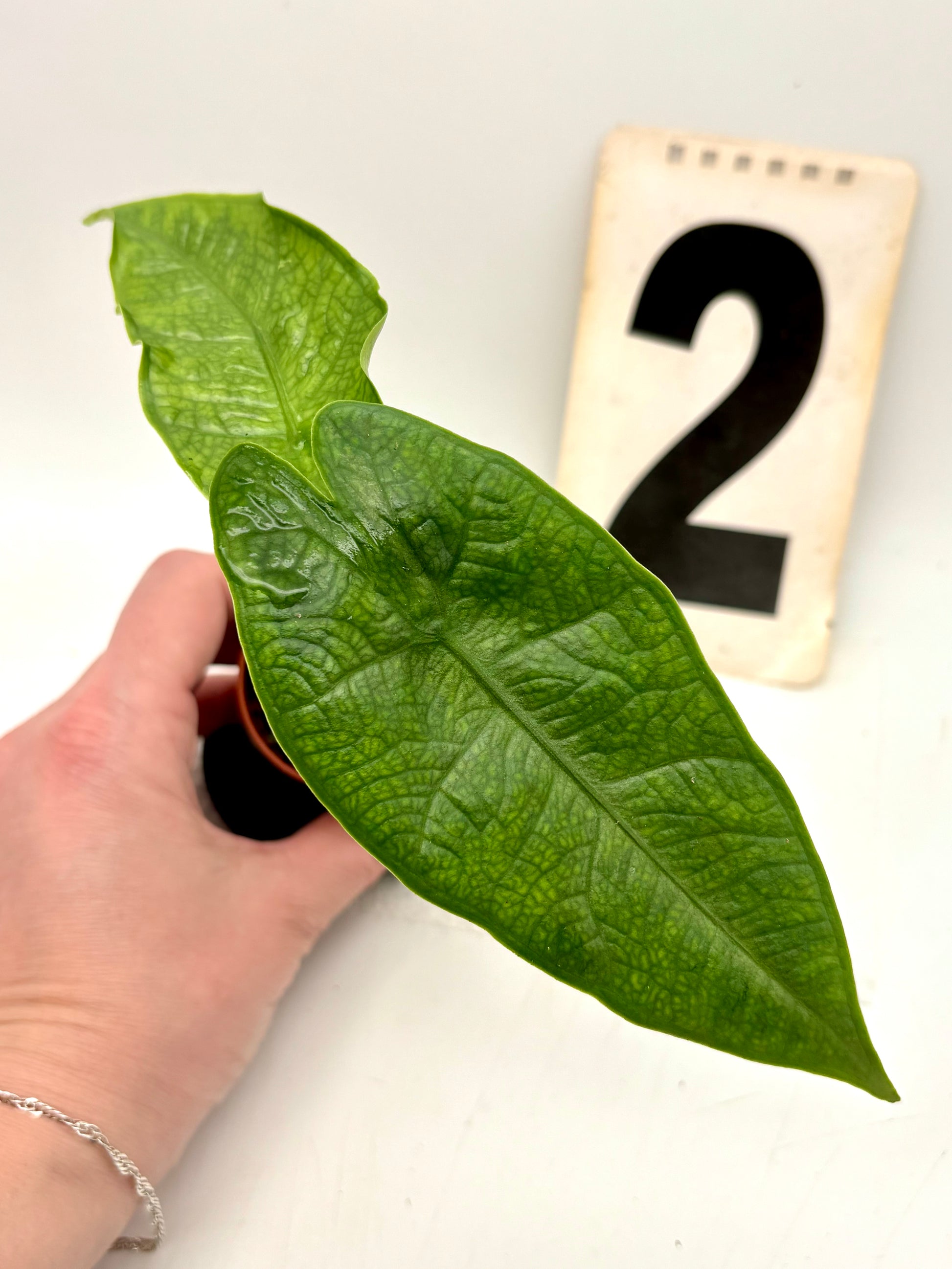 Alocasia Carpet sp Sulawesi von Exotic-Flowers, grüne Blätter mit weißen Mustern, Zimmerpflanze auf einem Holztisch.