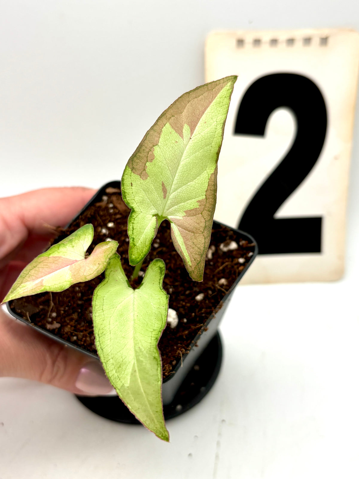 Syngonium Strawberry Milk