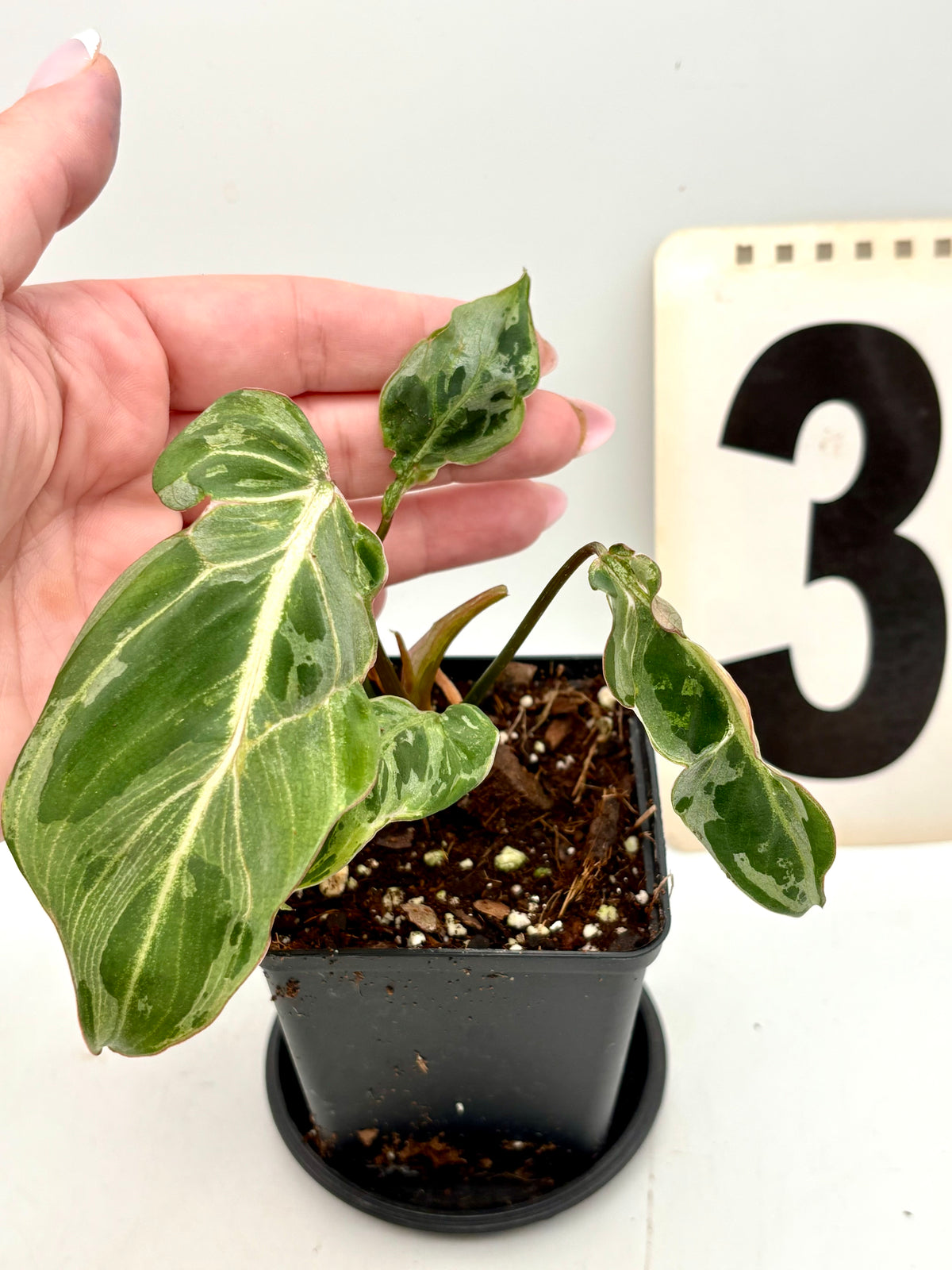 Jungpflanze des Philodendron Gloriosum Variegata / Snow Leopard mit grünen und weißen Blättern, exotische Zimmerpflanze, Nahaufnahme