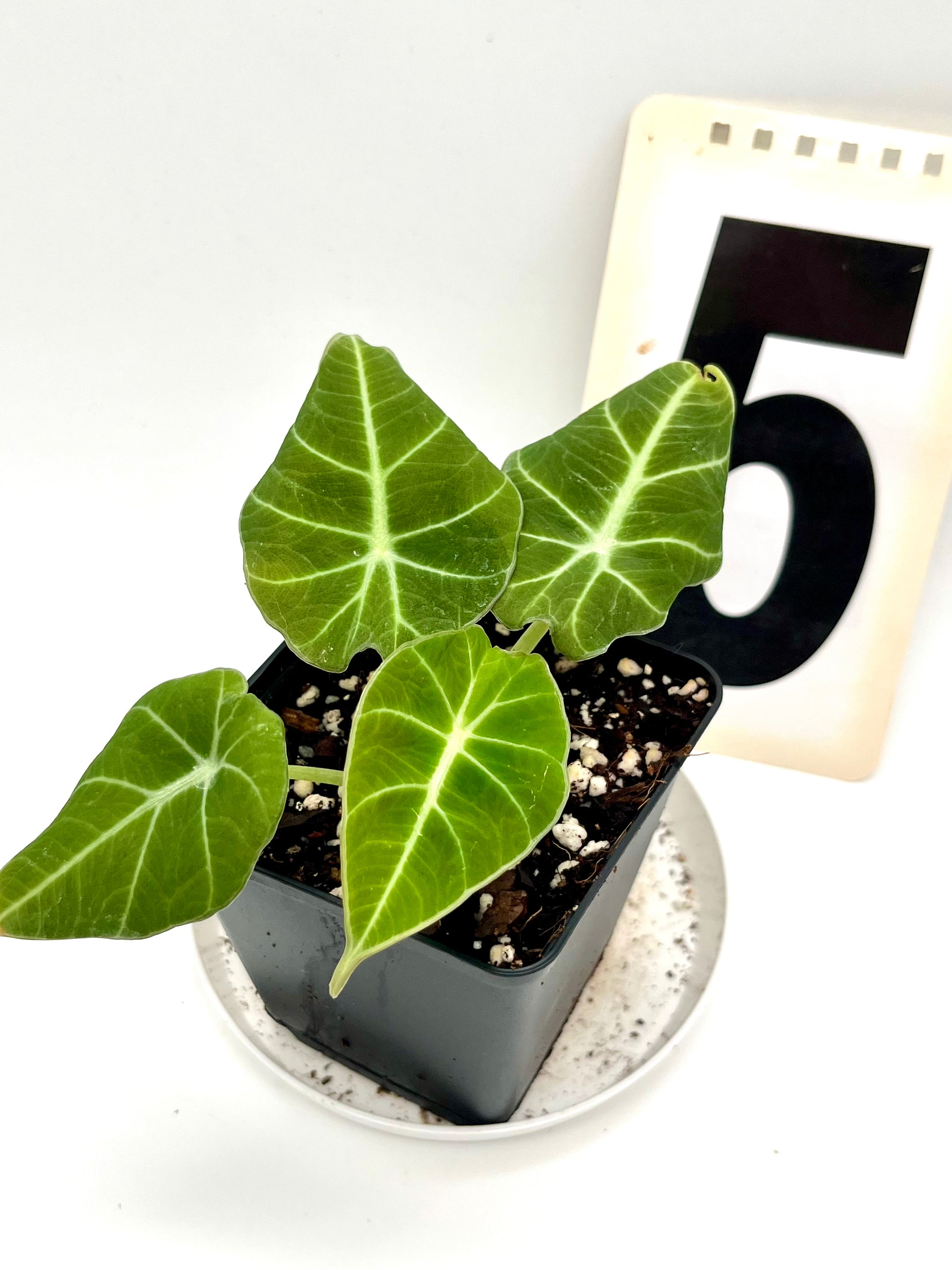 Alocasia Green Velvet