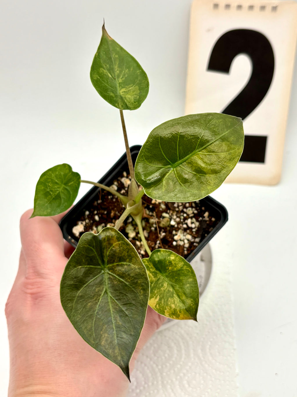 Alocasia Wentii (Sunset) Variegata