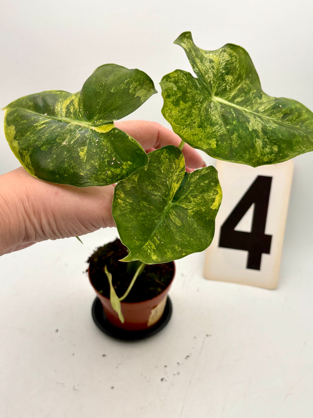 Alocasia London Eye Variegata