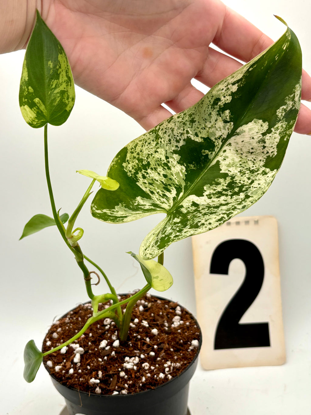 Großer Philodendron Ilsemanii von Exotic-Flowers mit grünen, herzförmigen Blättern, im Top auf einem Holztisch sichtbar