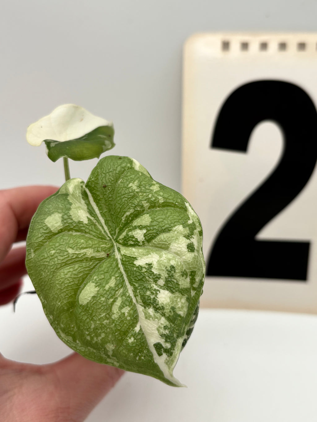 Alocasia Melo Albo Variegata