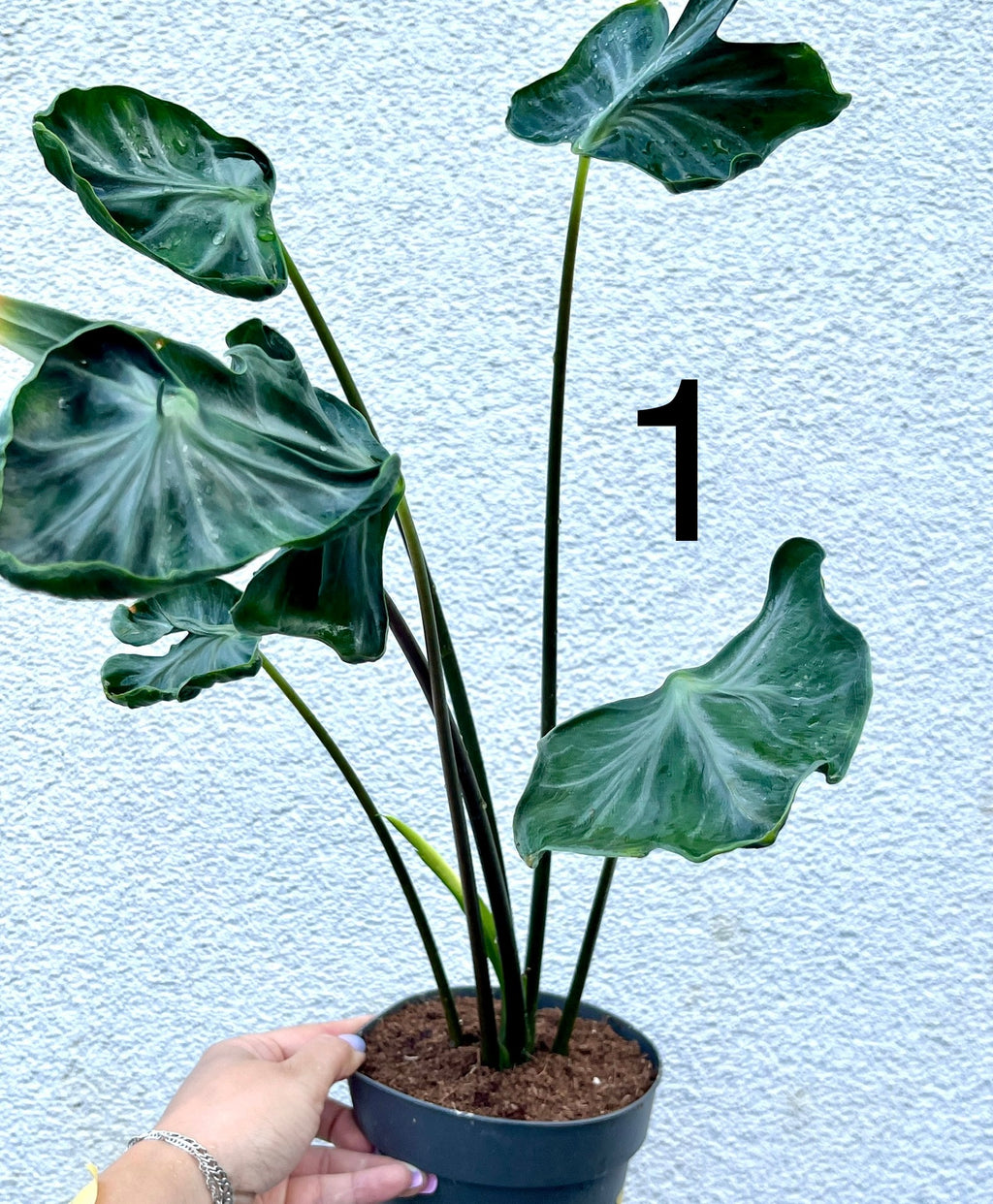 Alocasia Teletubbies