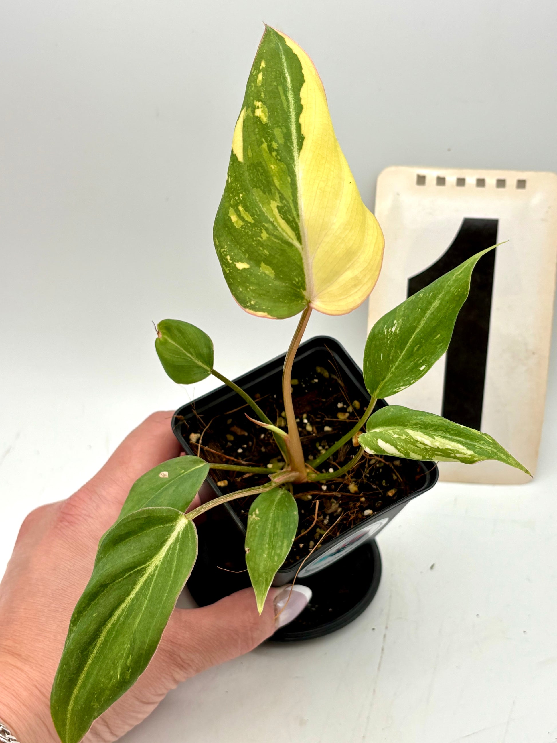 Philodendron Gloriosum Variegata Tricolor