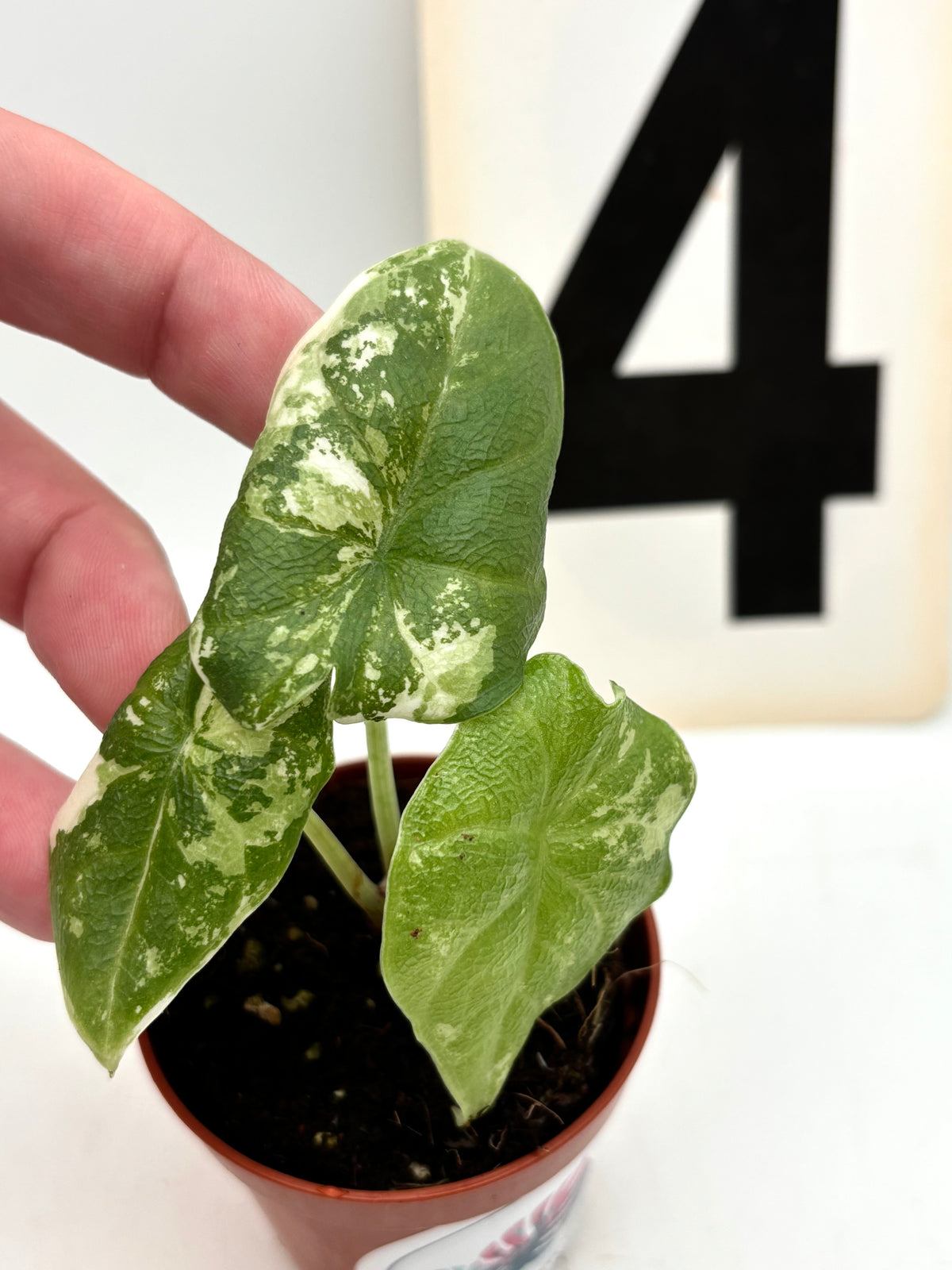 Alocasia Melo Albo Variegata Pflanze mit großen, weißen und grünen variegierten Blättern von Exotic-Flowers