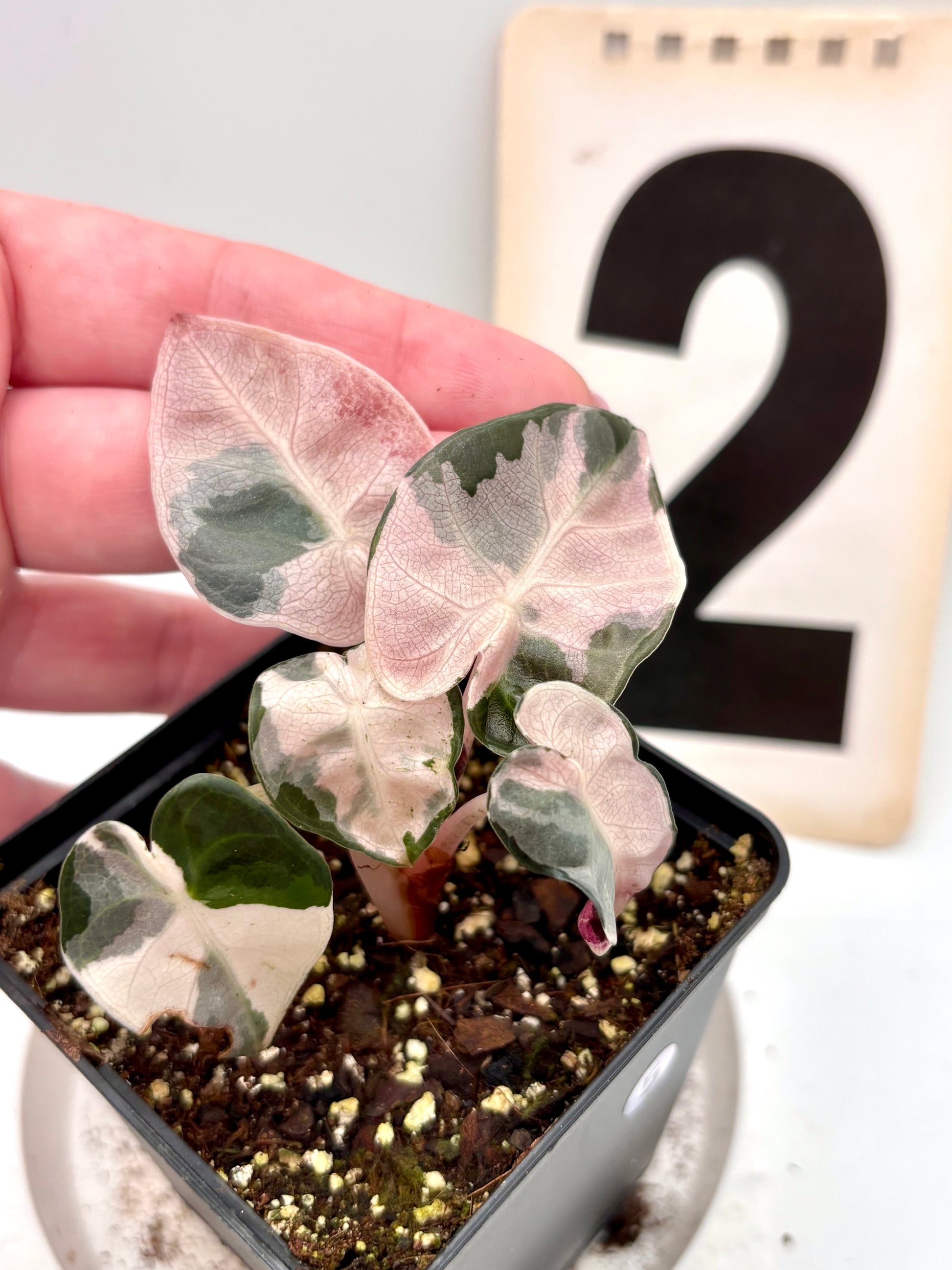 Alocasia Balloon Heart Variegata - Exotic-Flowers