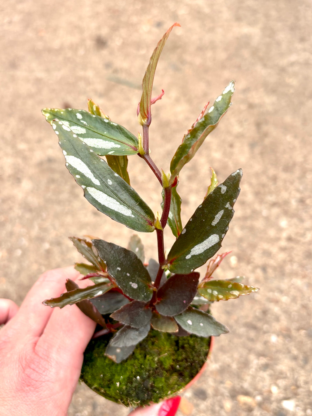 Begonia Julau Type 2
