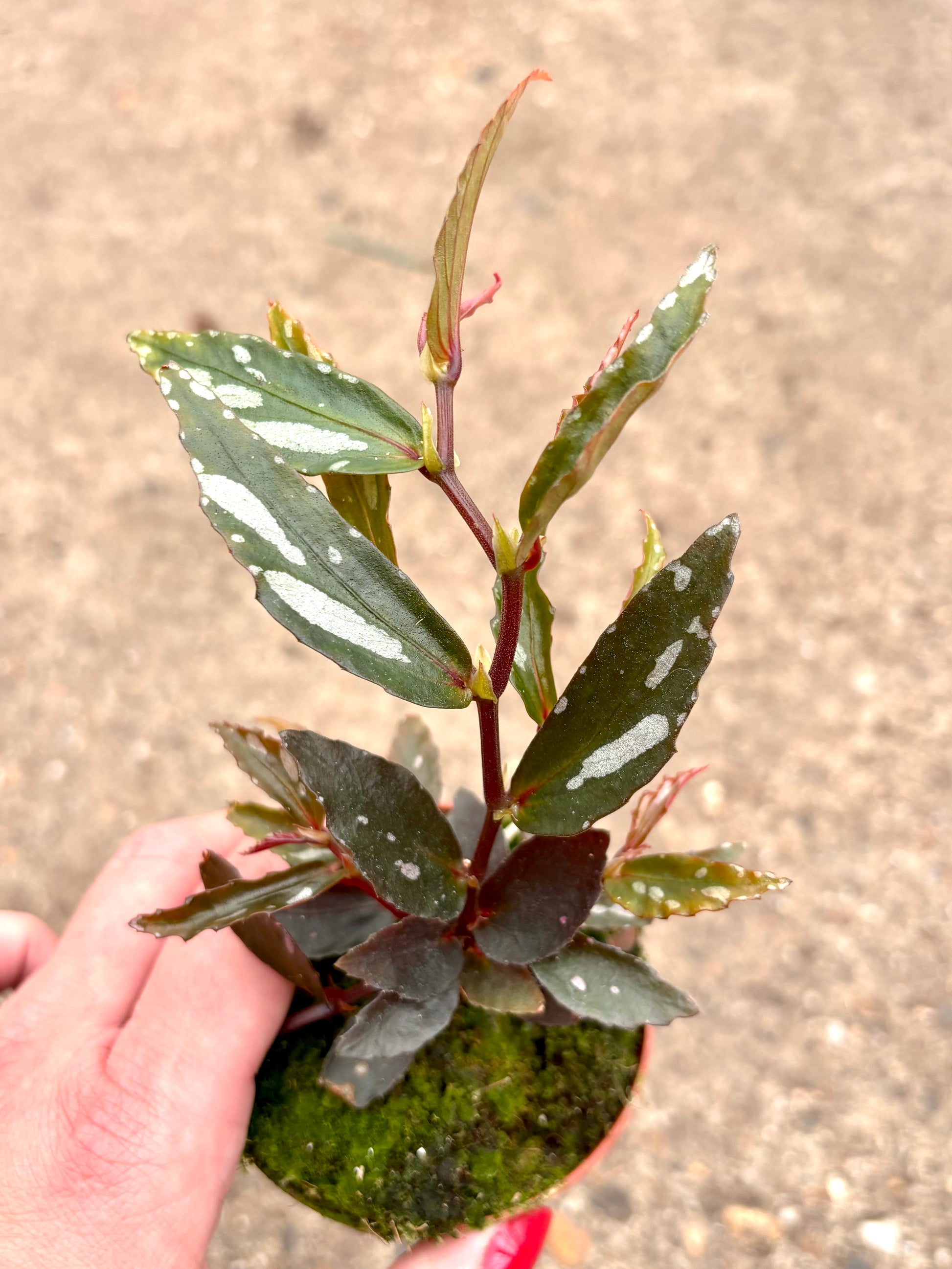 Begonia Julau Type 2