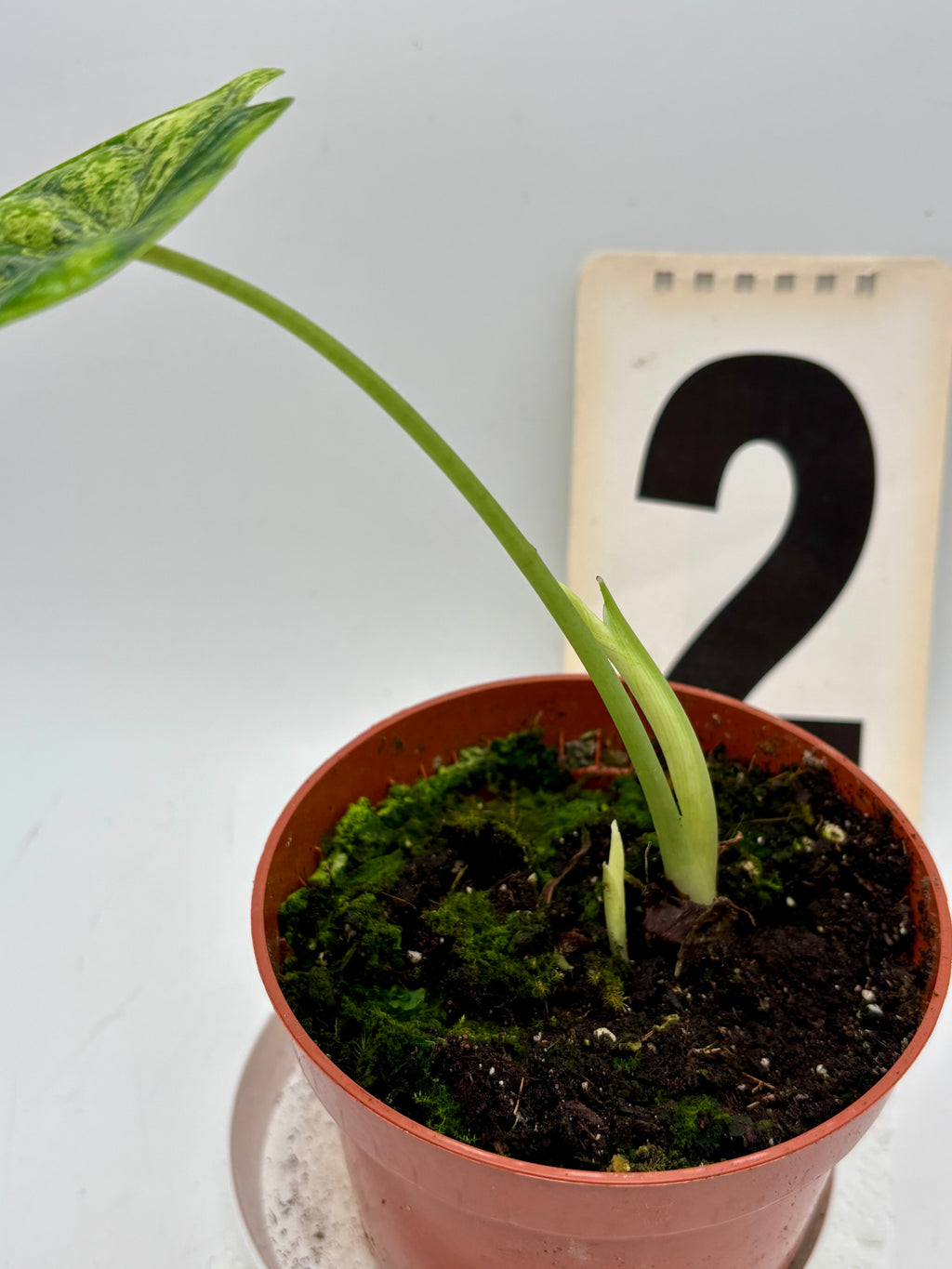 Alocasia Dragon Scale Mint