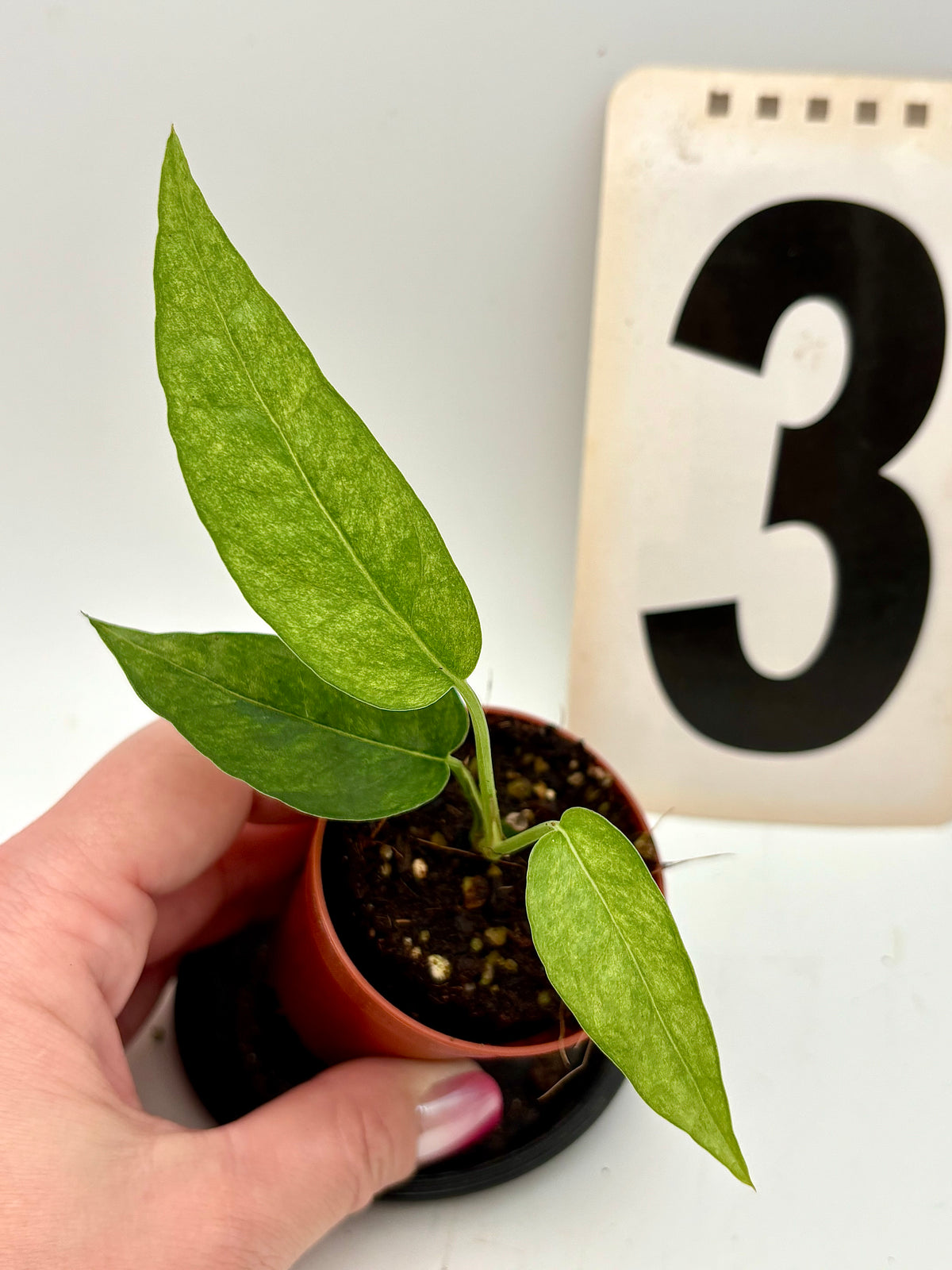 Epipremnum Cebu Blue Aurea Mint Variegata