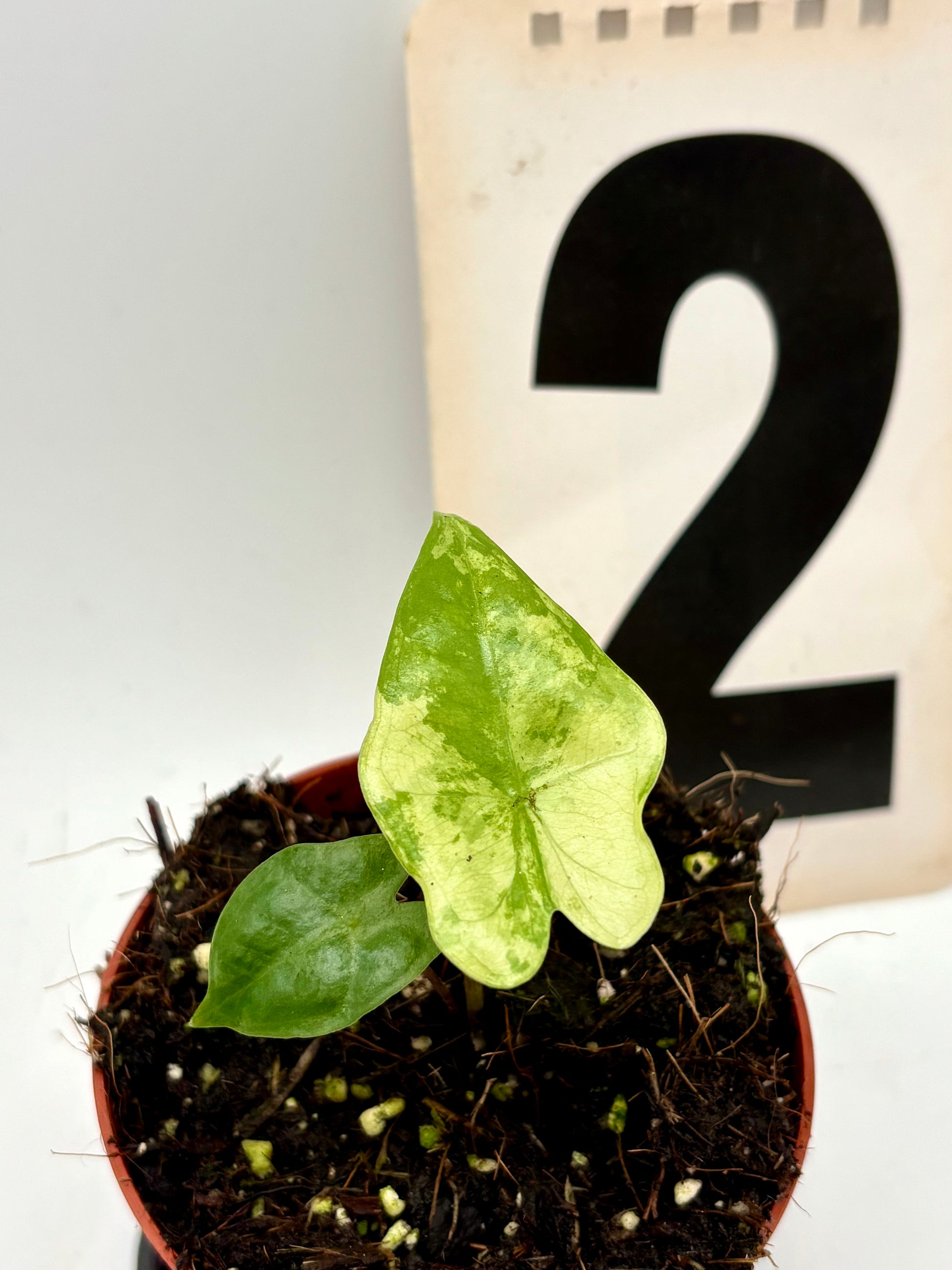Alocasia Batwing Variegata