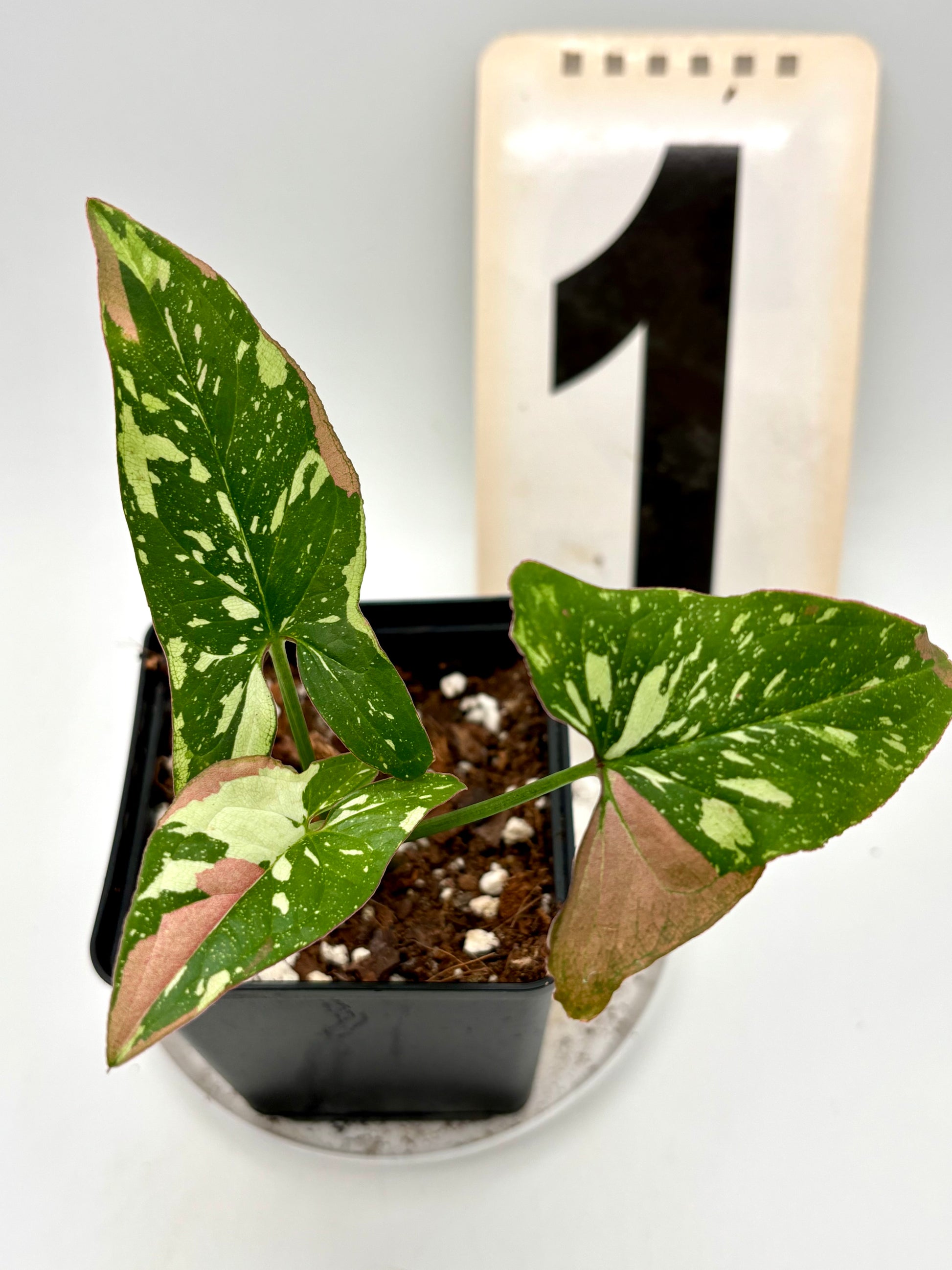 Syngonium Red Spot Tricolor