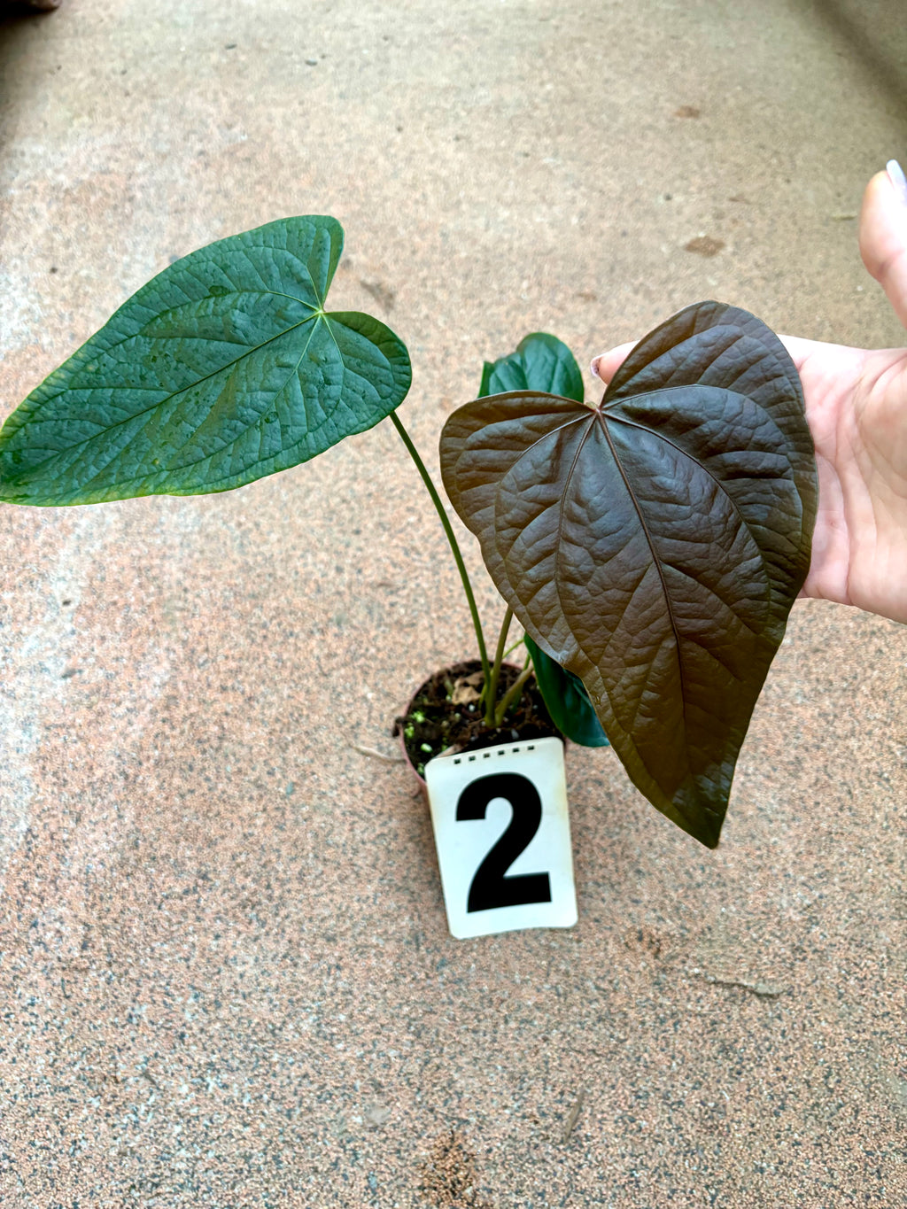 Anthurium Queen of Hearts - Exotic-Flowers