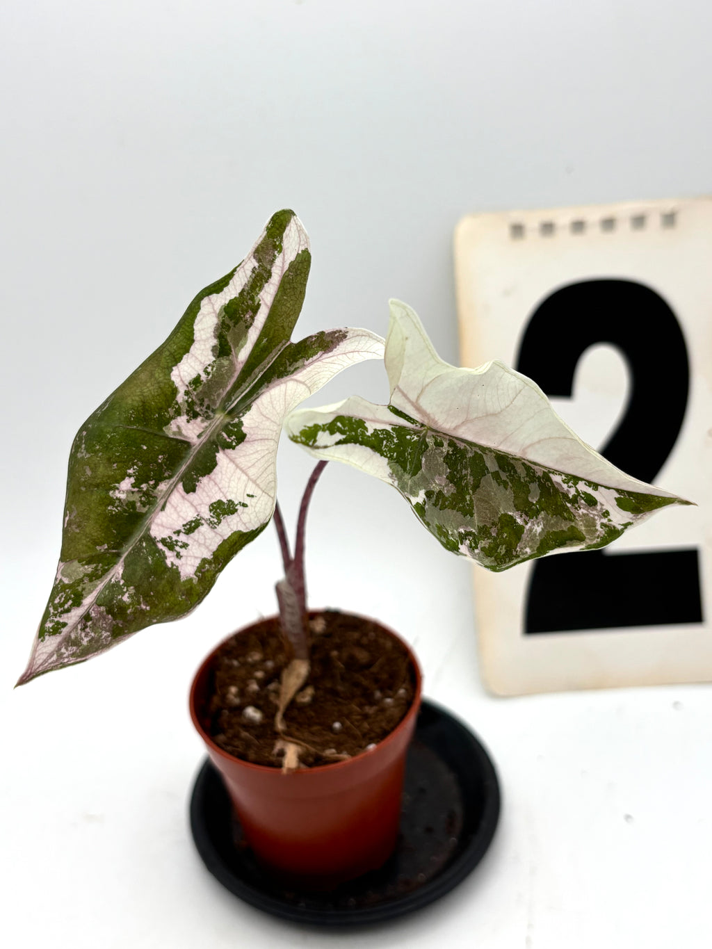 Alocasia Pseudo Sanderiana Pink Variegata von Exotic-Flowers mit grünen und rosa marmorierten Blättern, große Pflanze im Top.