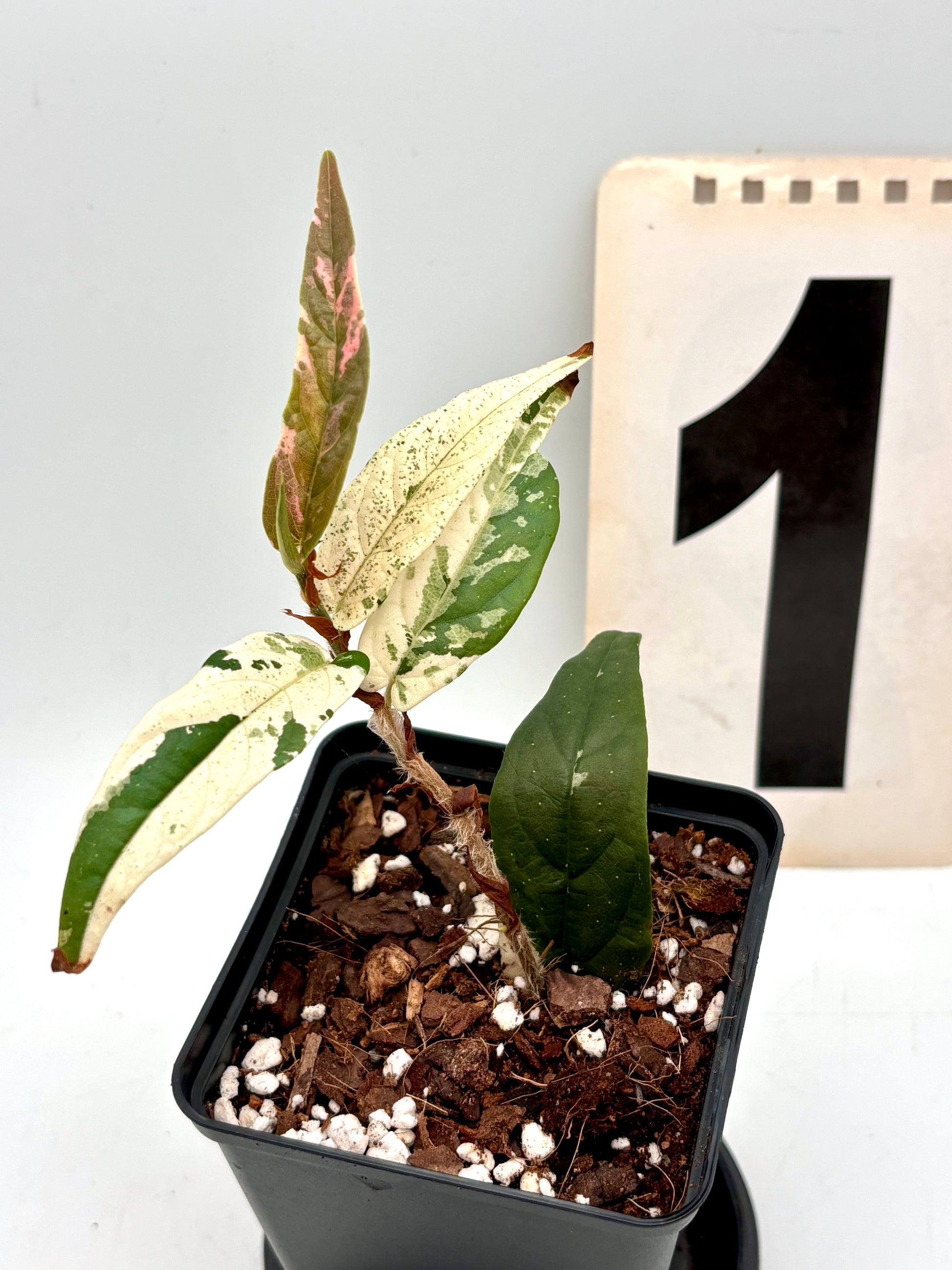 Ficus Sagittata Pink Variegata von Exotic-Flowers, mit grünen Blättern und rosa variegierten Mustern, lebendig und dekorativ