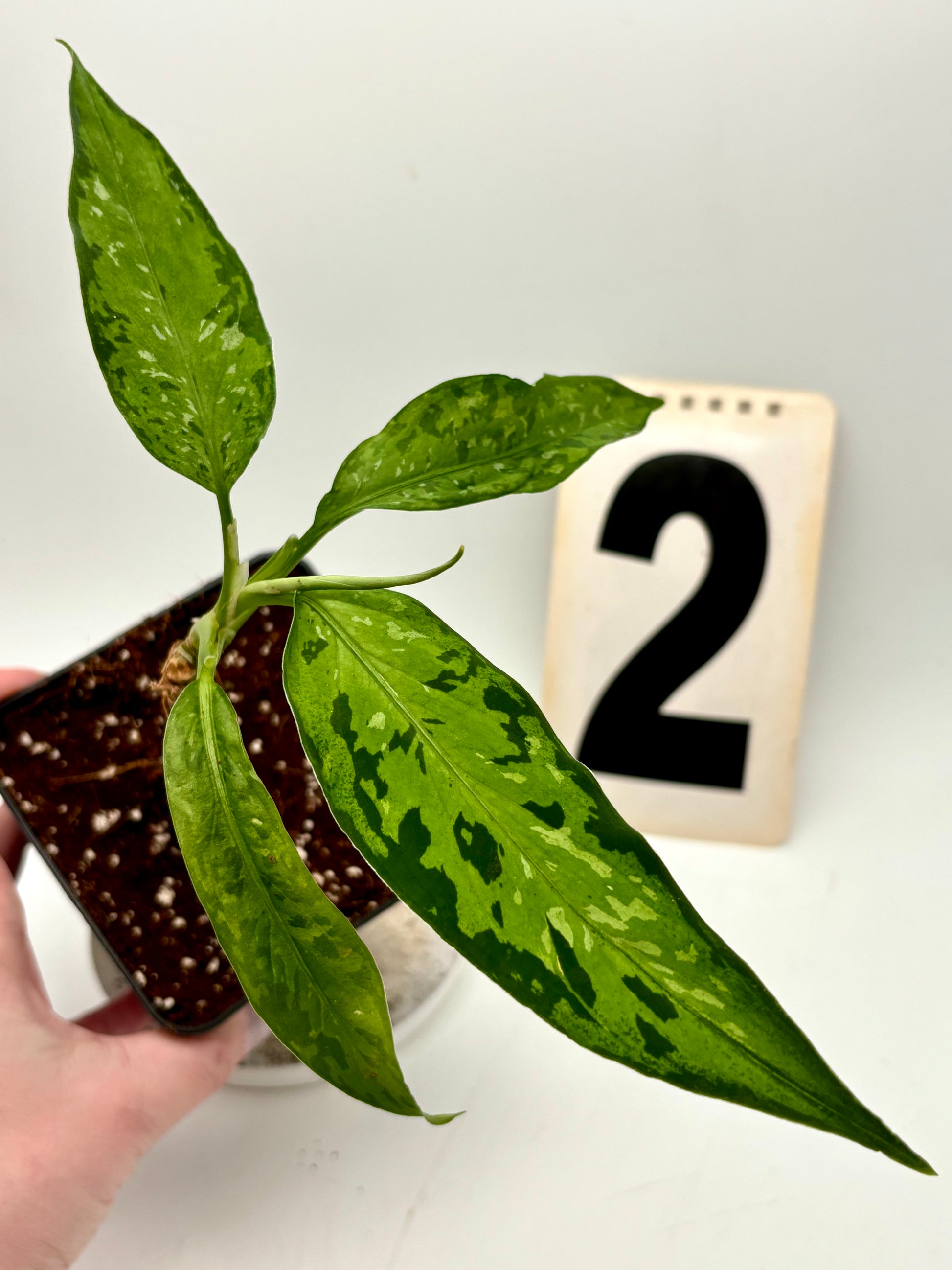 Aglaonema Pictum Tricolor - Star Spot - Exotic-Flowers