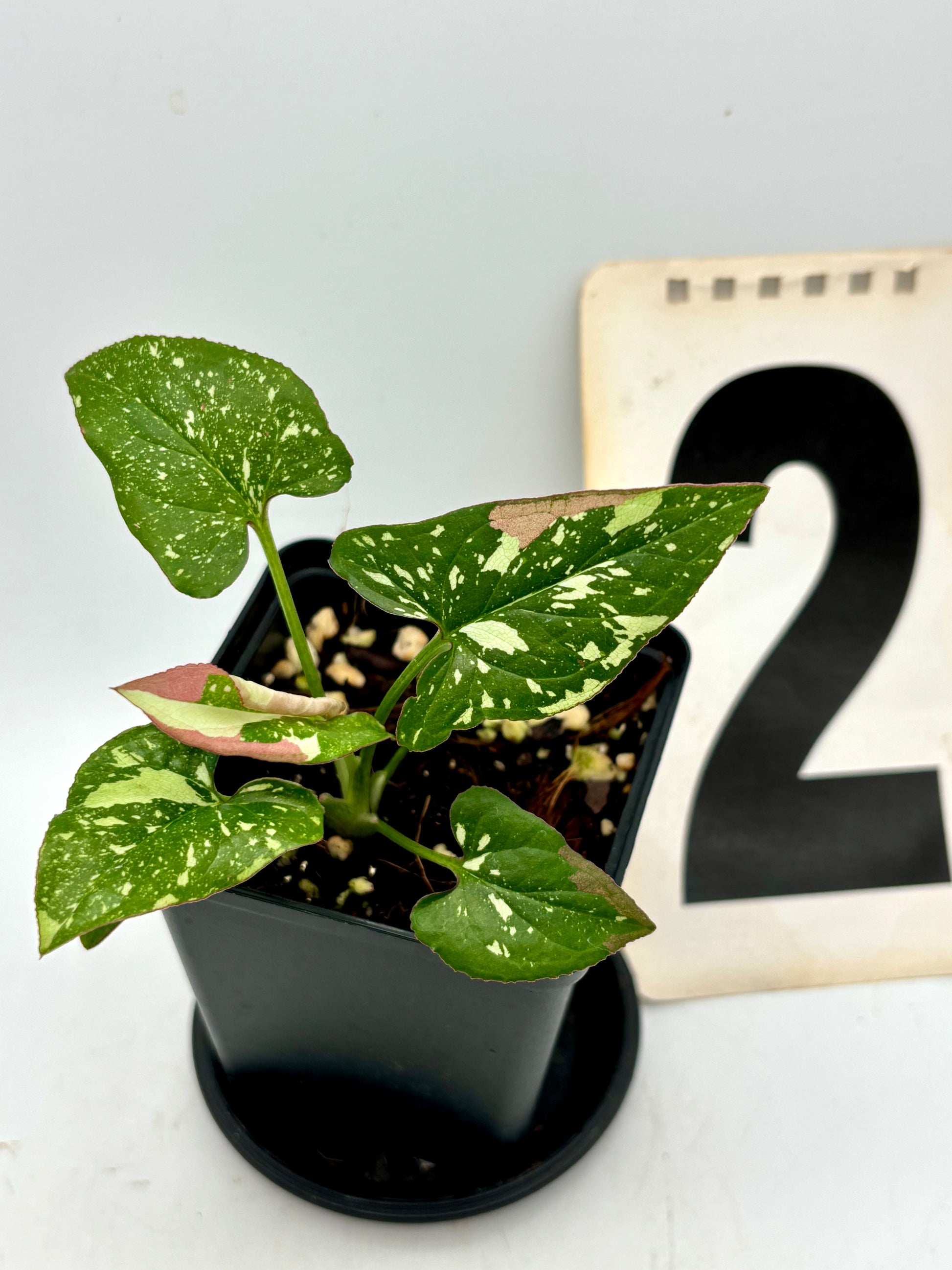 Syngonium Red Spot Tricolor Pflanze mit grünen, roten und weißen Blättern, exotische Zimmerpflanze von Exotic-Flowers