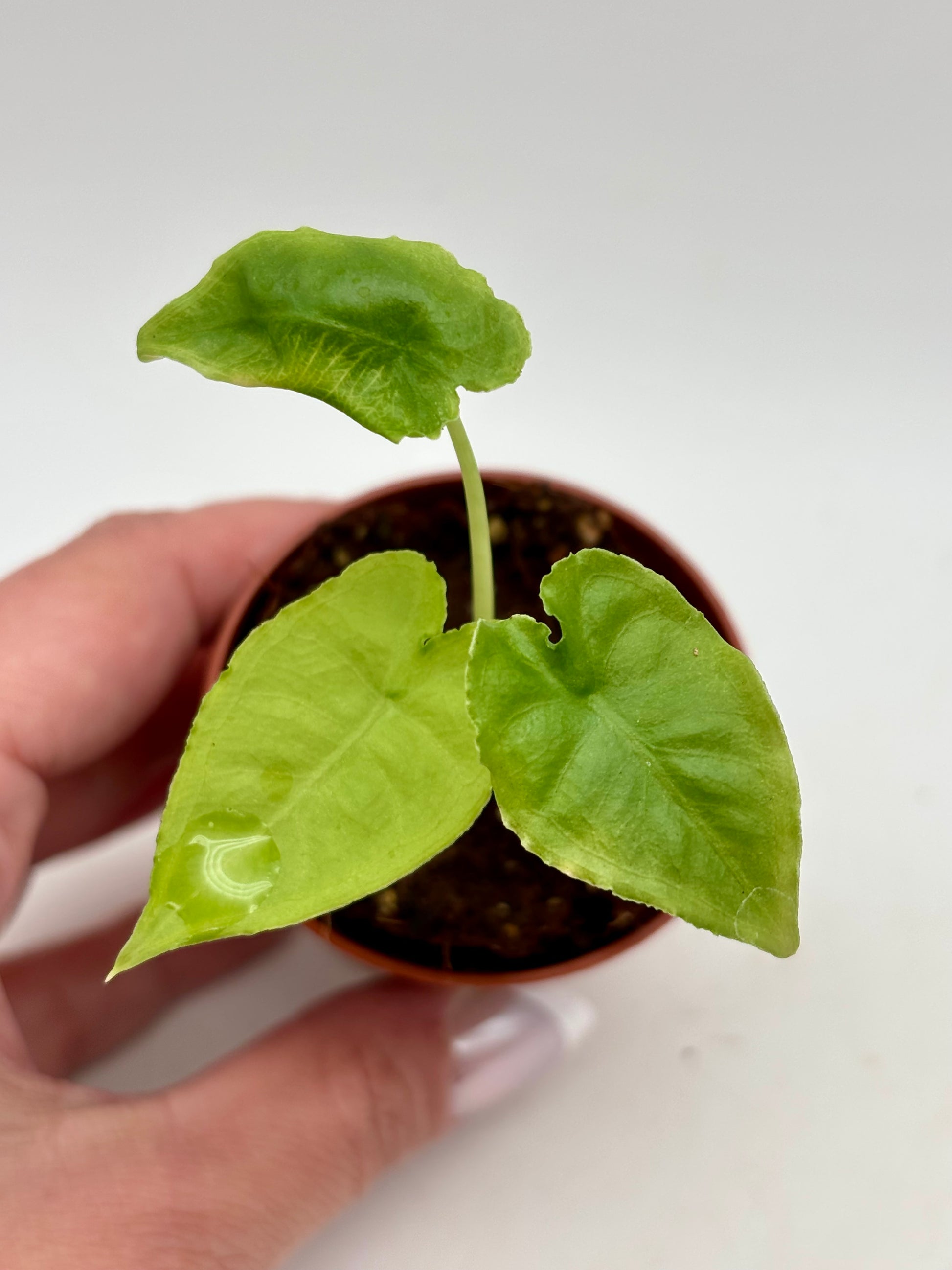 Große Alocasia Olanii Pflanze von Exotic-Flowers mit auffälligen, grünen, herzförmigen Blättern und stabilem Topf.