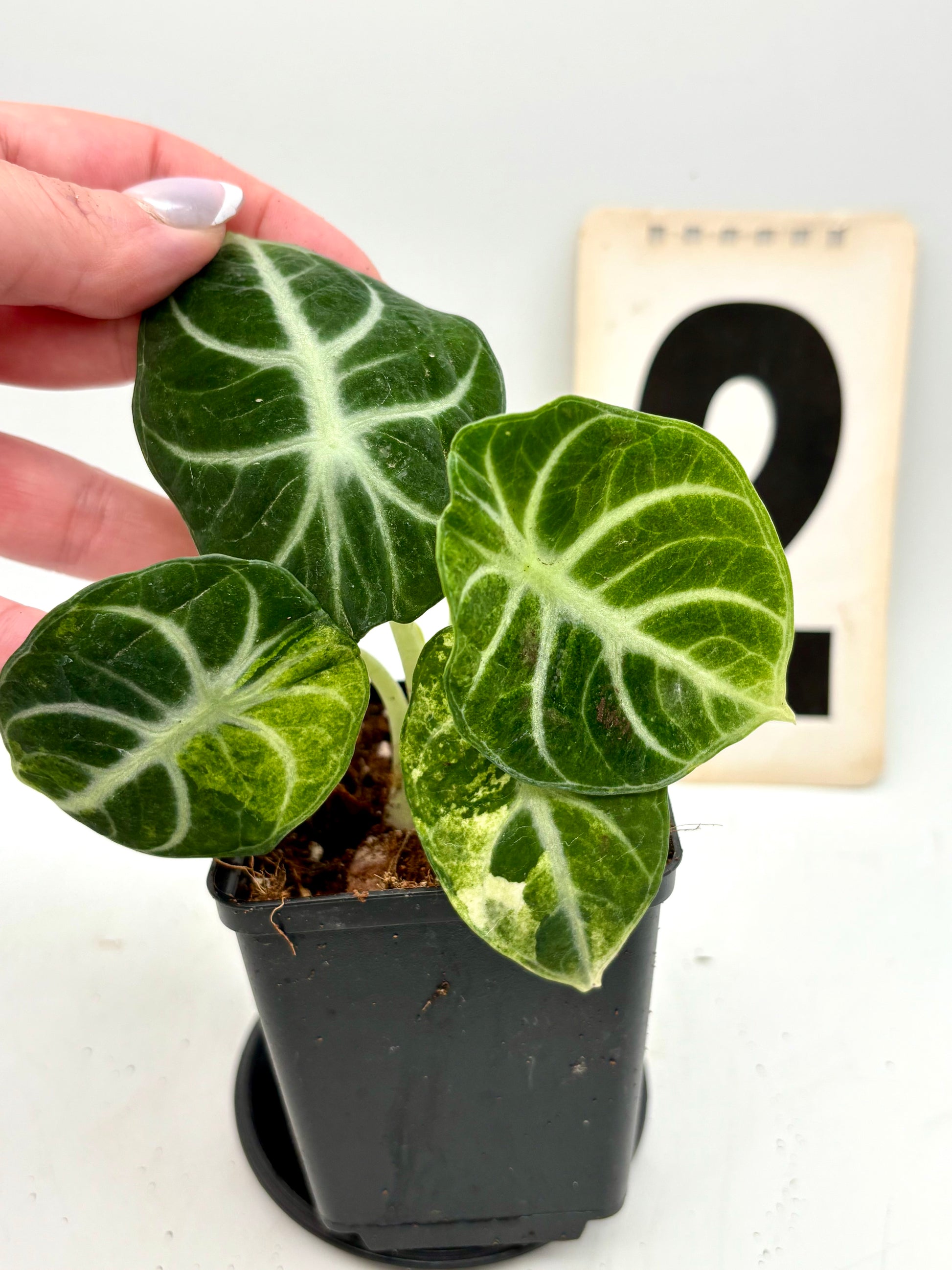Alocasia Ninja Tricolor Variegata