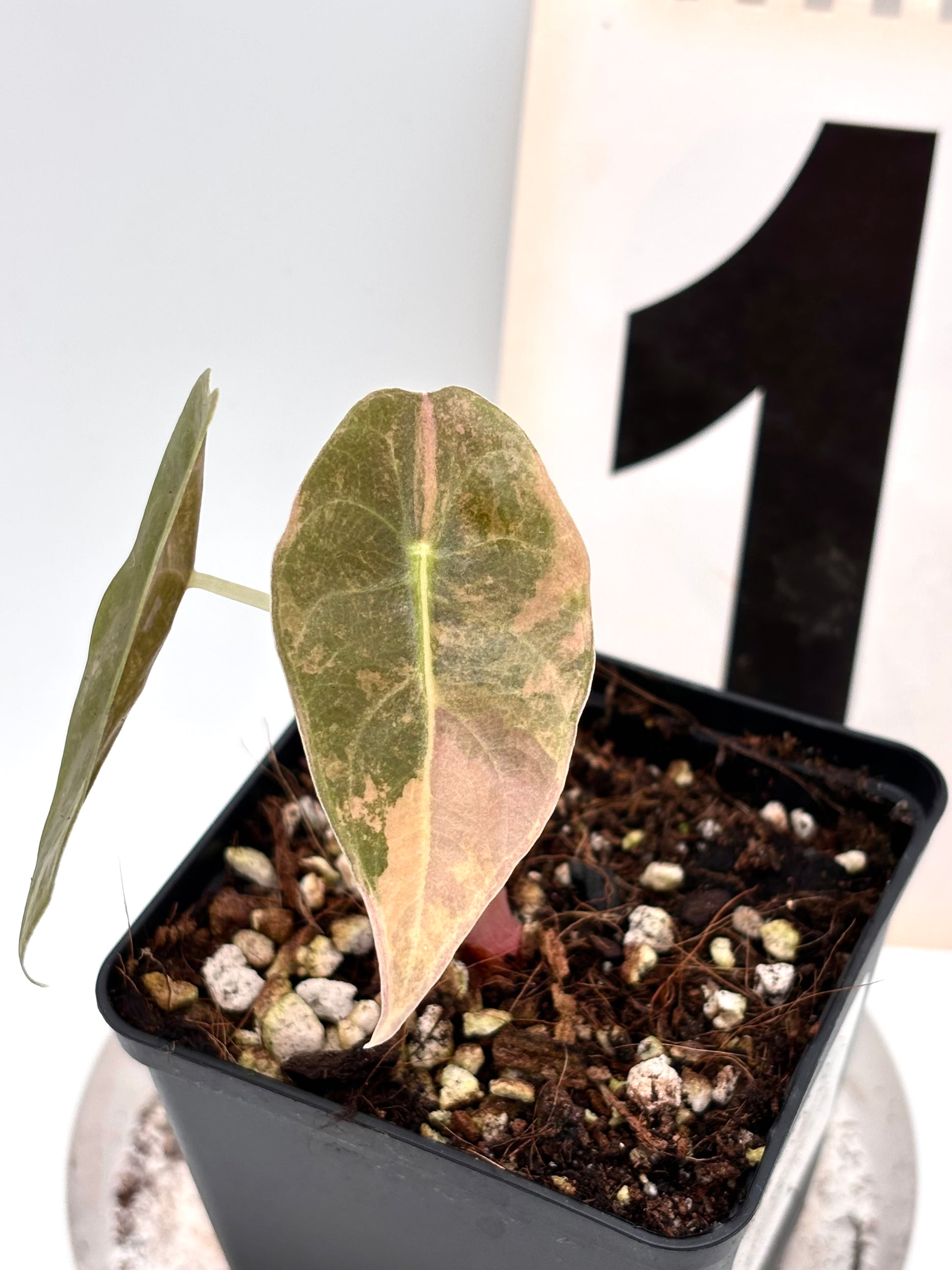 Alocasia Sedenii Aurea Variegata
