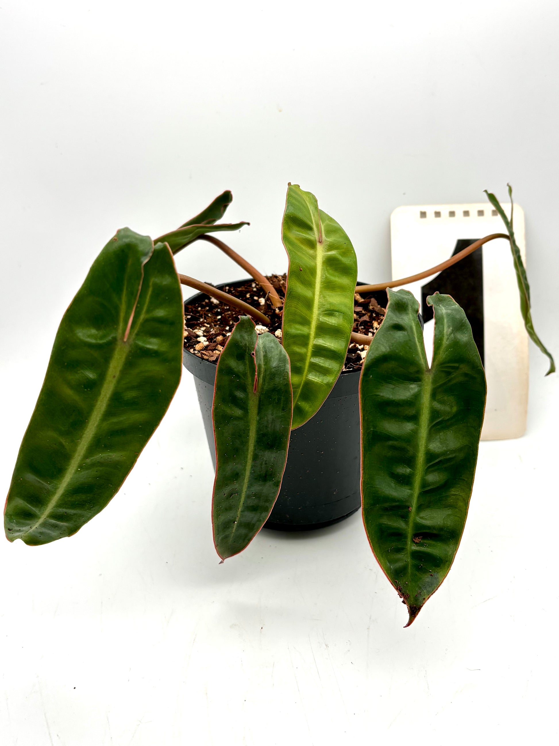 Exotischer Philodendron Billietiae mit großen, grünen Blättern, Pflanze in Topf, von Exotic-Flowers.